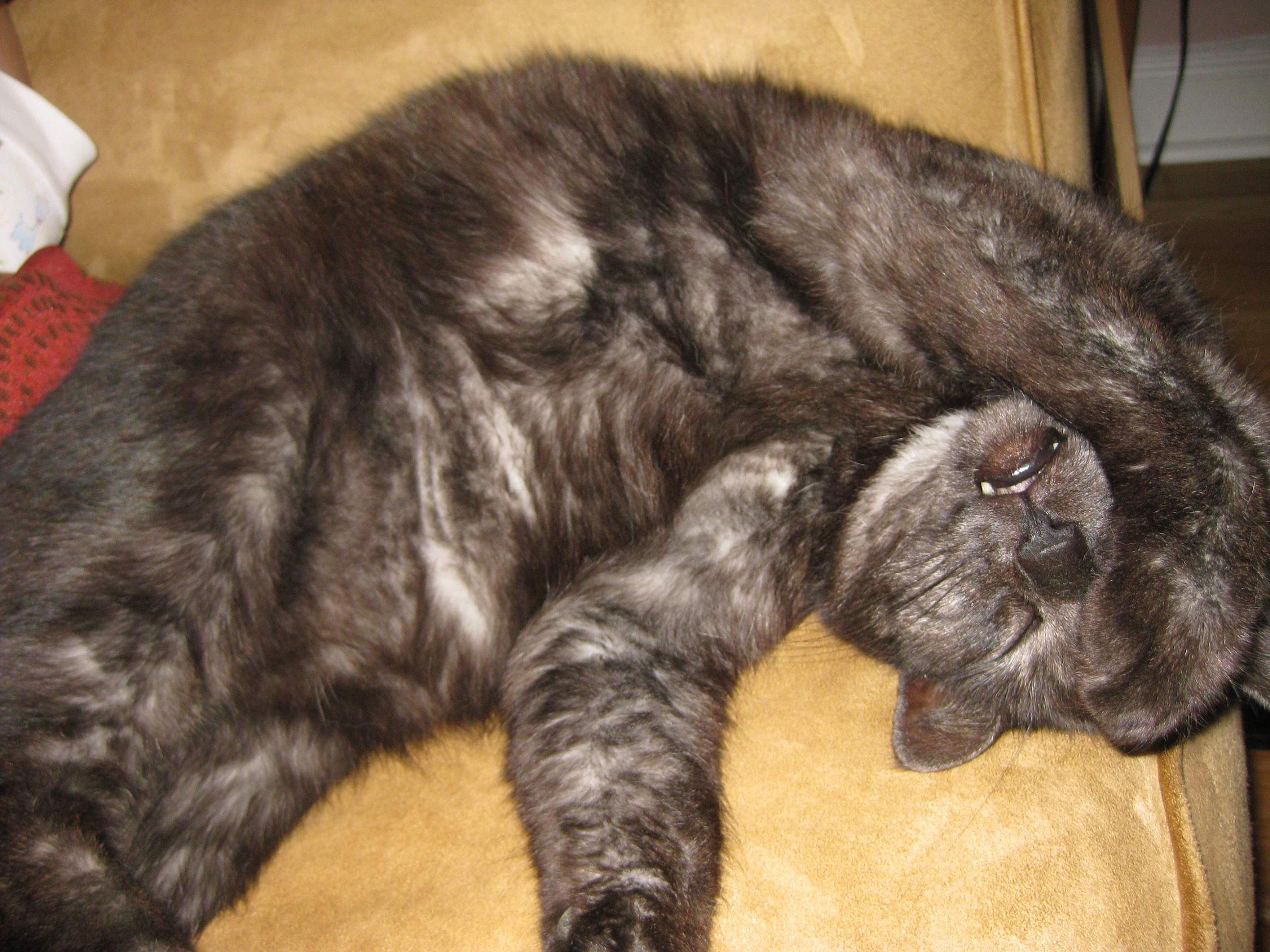 PsBattle This cat covering her face