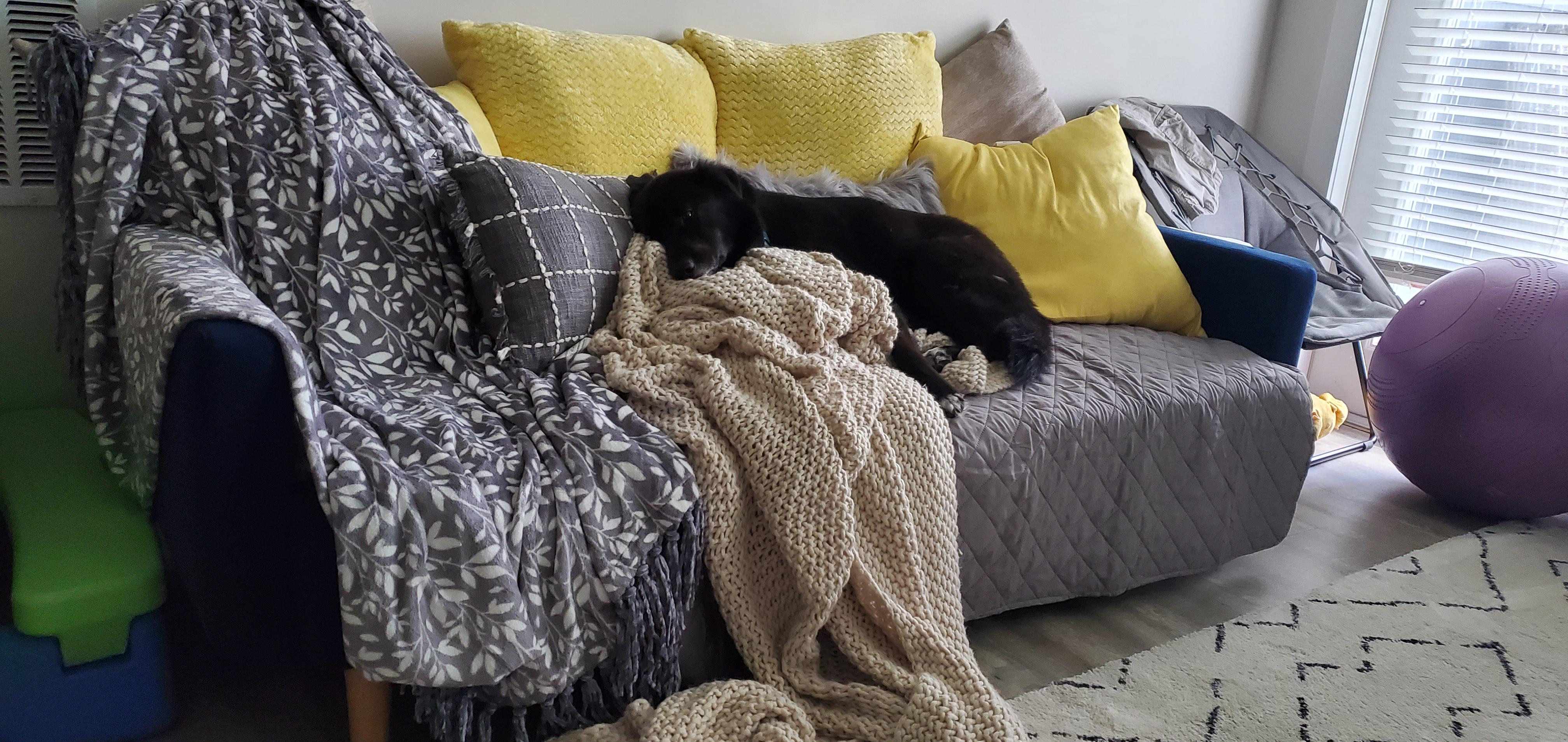 My cozy futon with cozy fur baby CozyPlaces