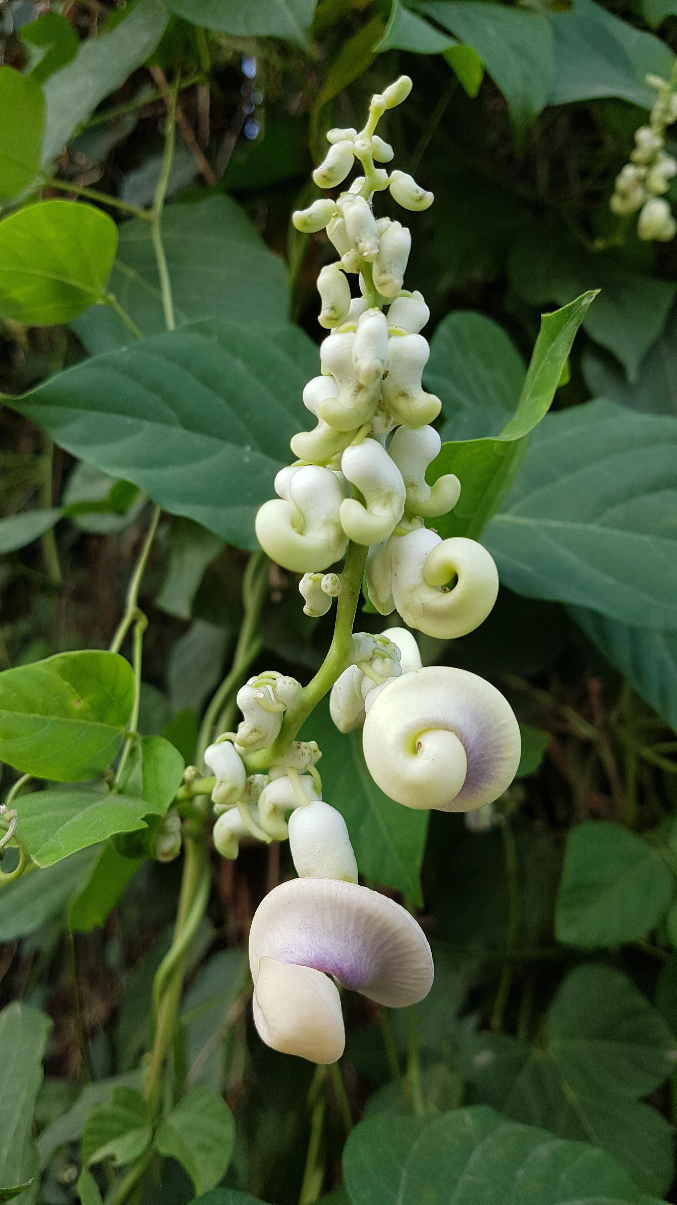 This one should be called snail plant r/plants