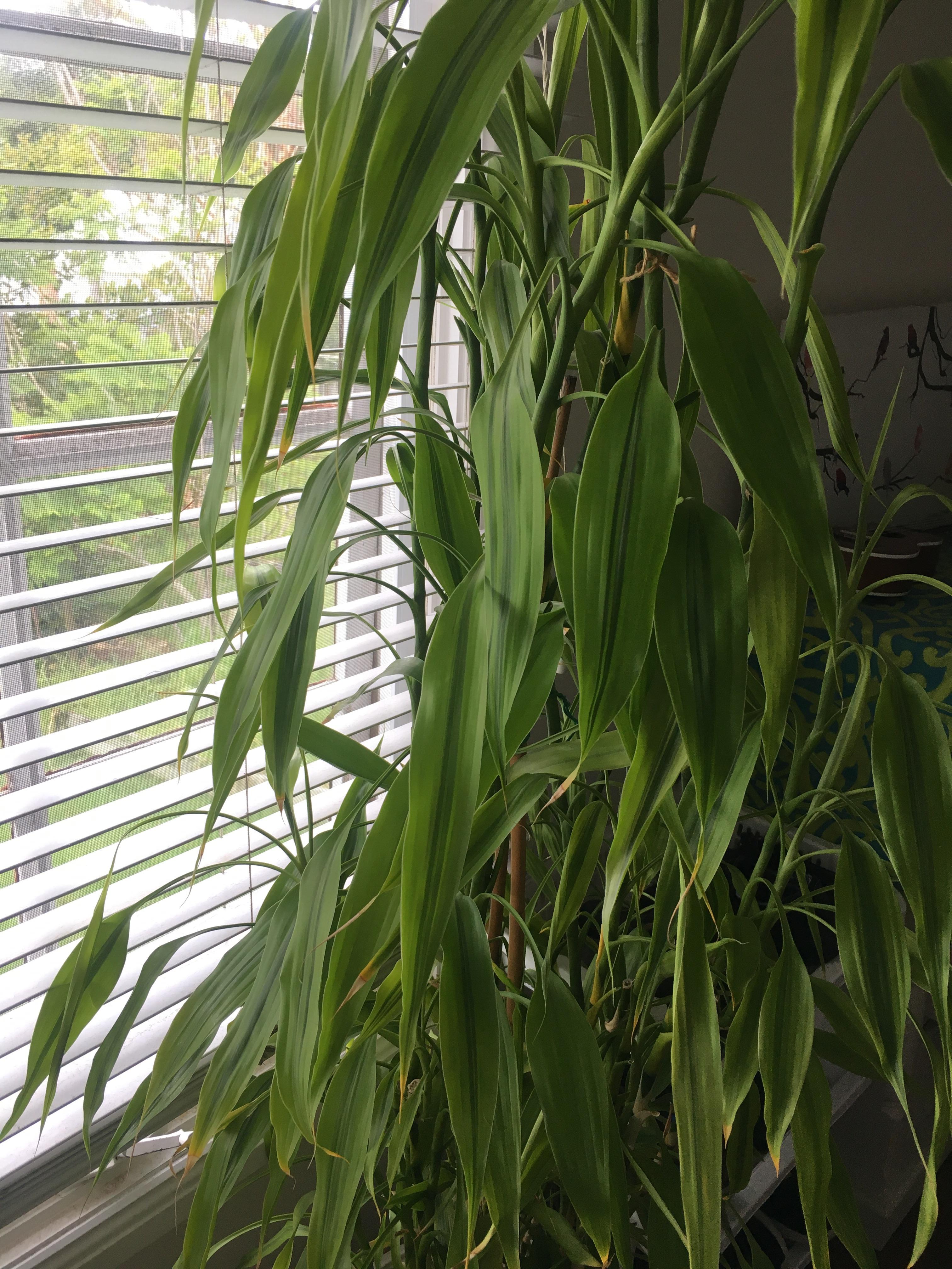 Little help please ) What type of bamboo is this? And how can I care