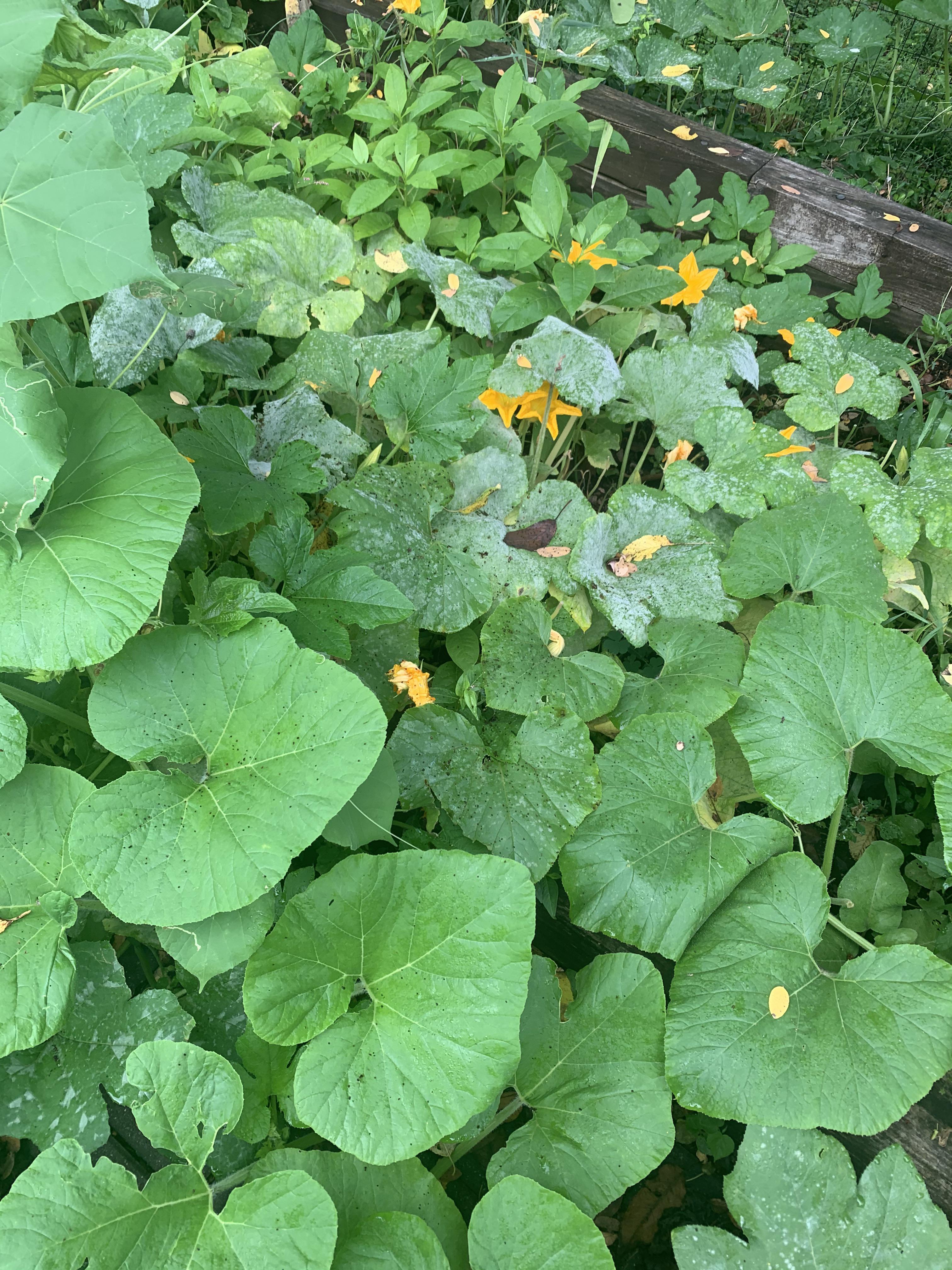 Can pumpkin plant survive without most of it leaves? r/Pumpkins