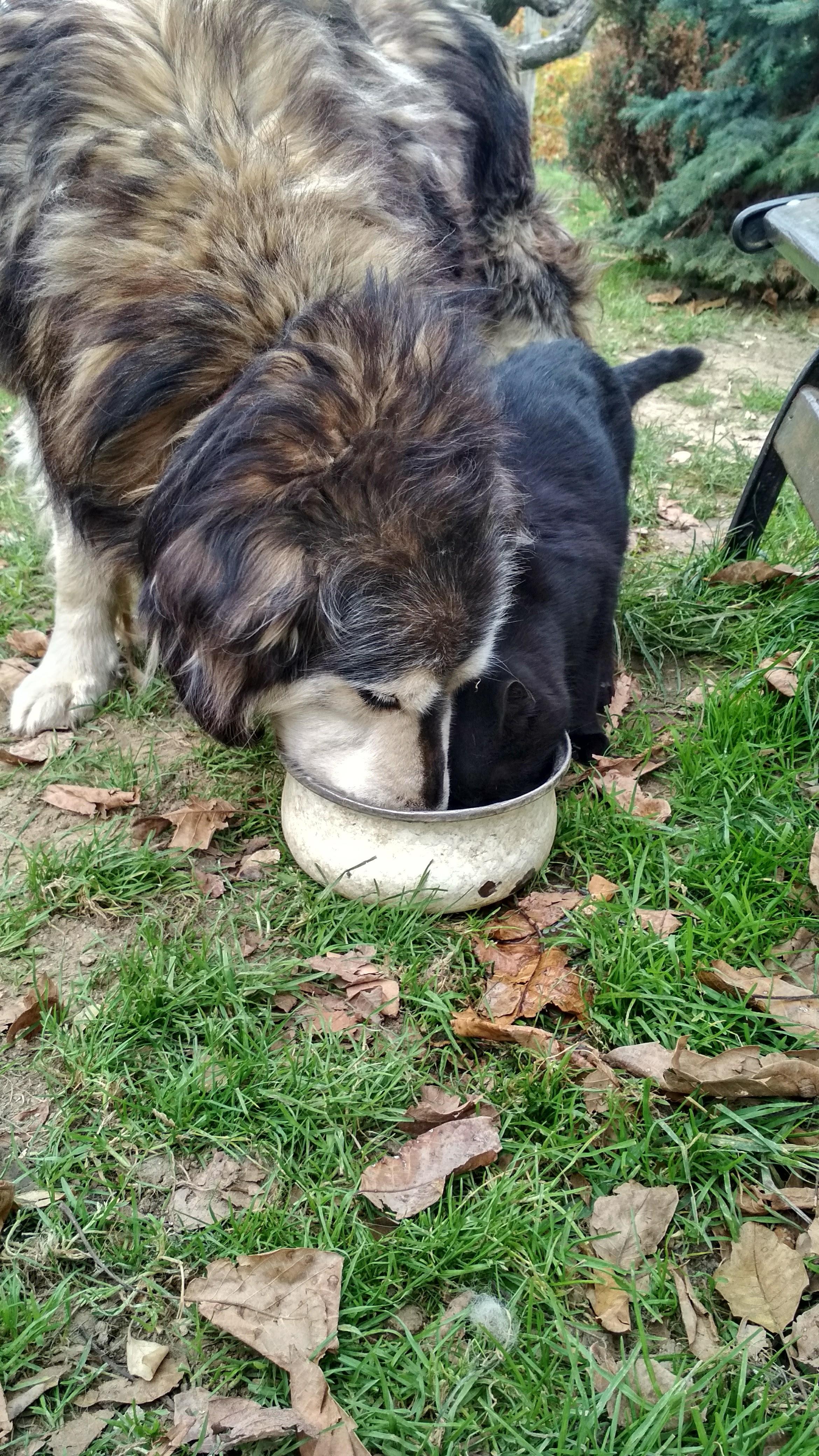 Our dog likes to share his food with cats r/AnimalsBeingBros