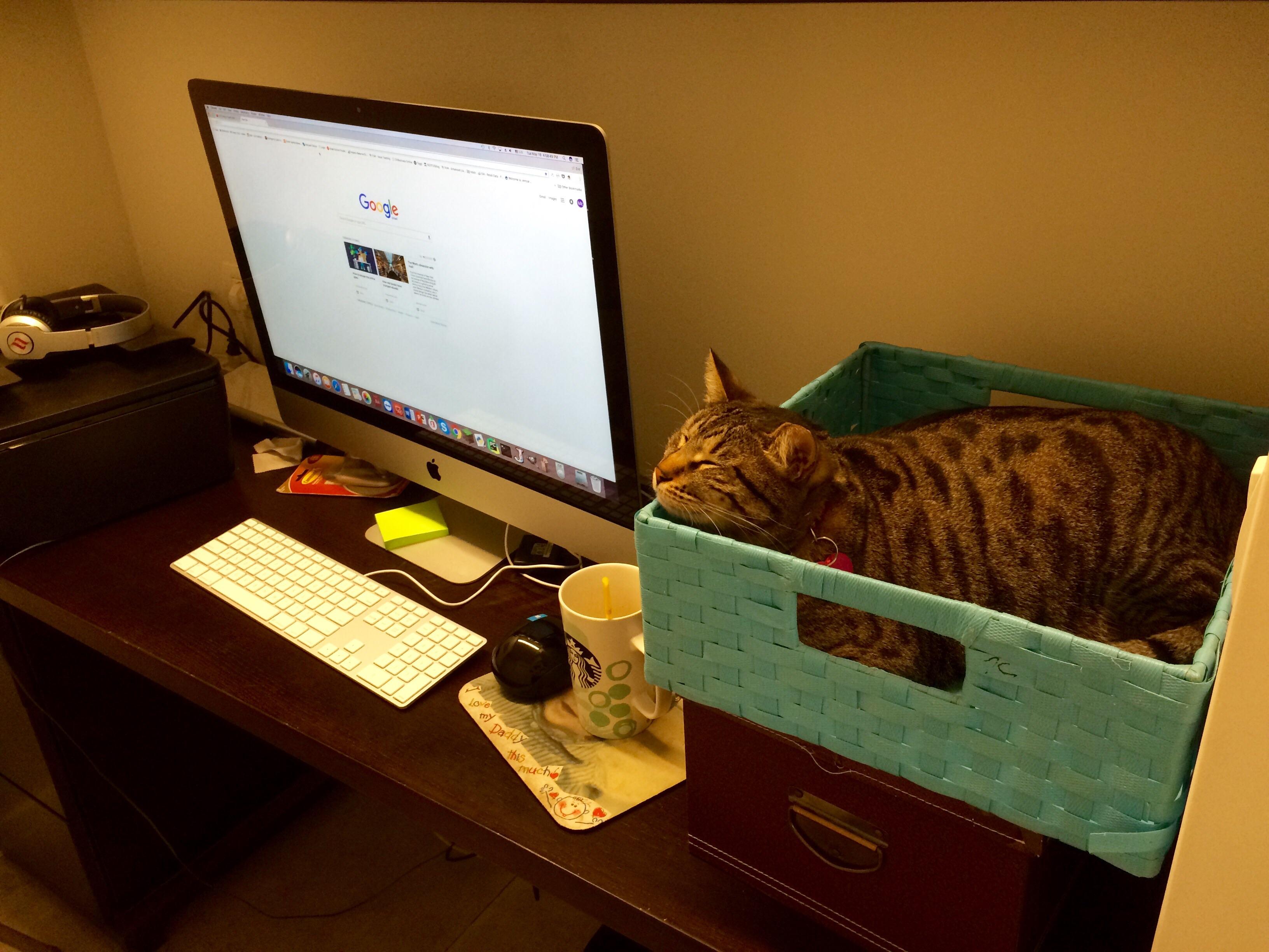 Trap to prevent keyboard interference r/TheCatTrapIsWorking