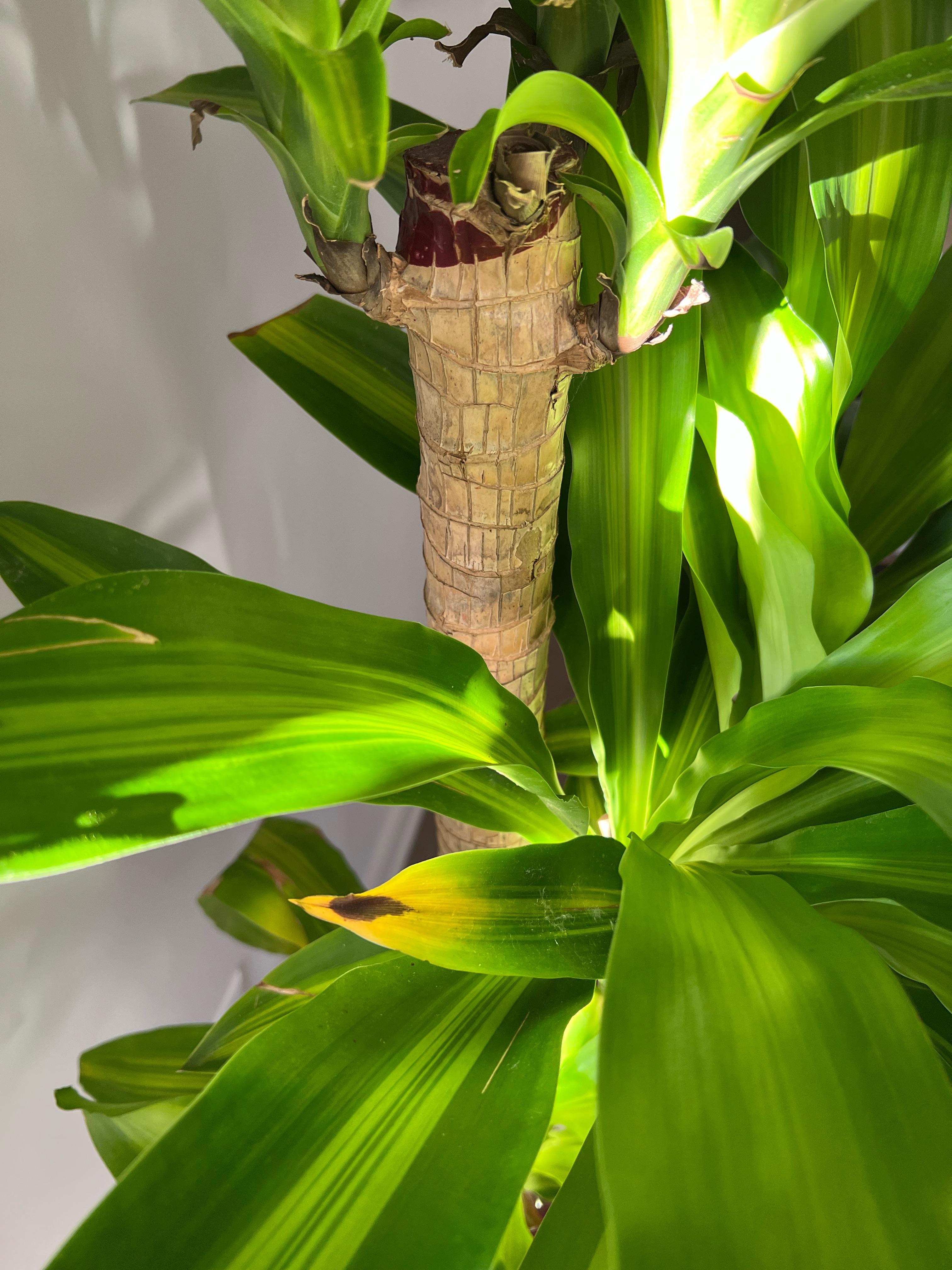 Leaves on my corn plant are slowly turning this colour and dying one by