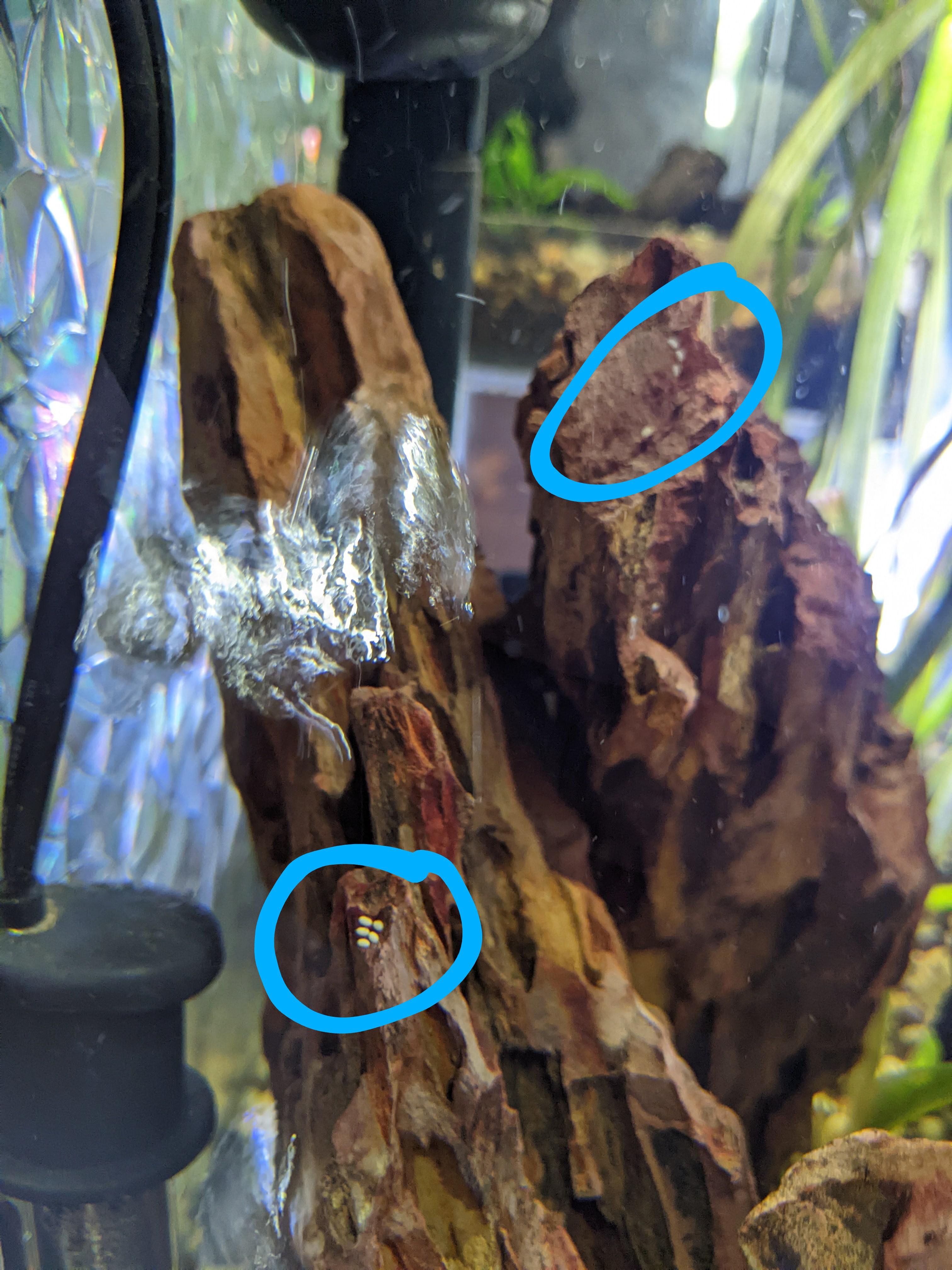 can anyone identify what these small, white dots are on my aquarium stone?? r/AquariumHelp