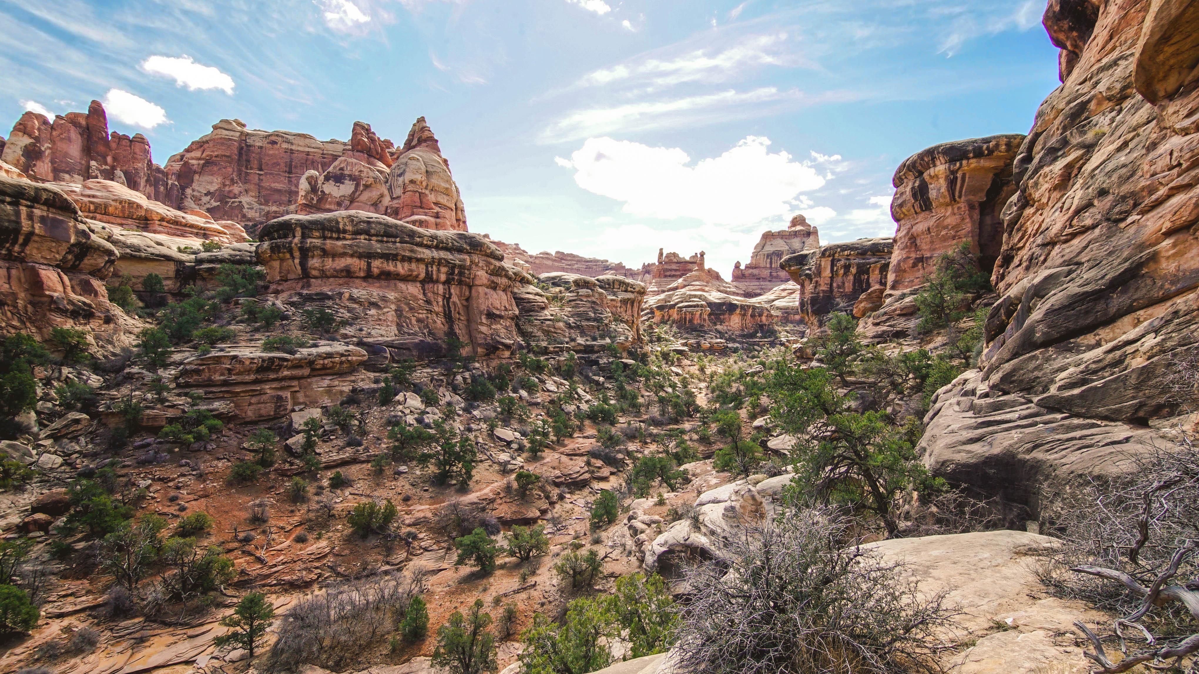 Needles District, Canyonlands UT [OC] [4081 × 2295] r/EarthPorn