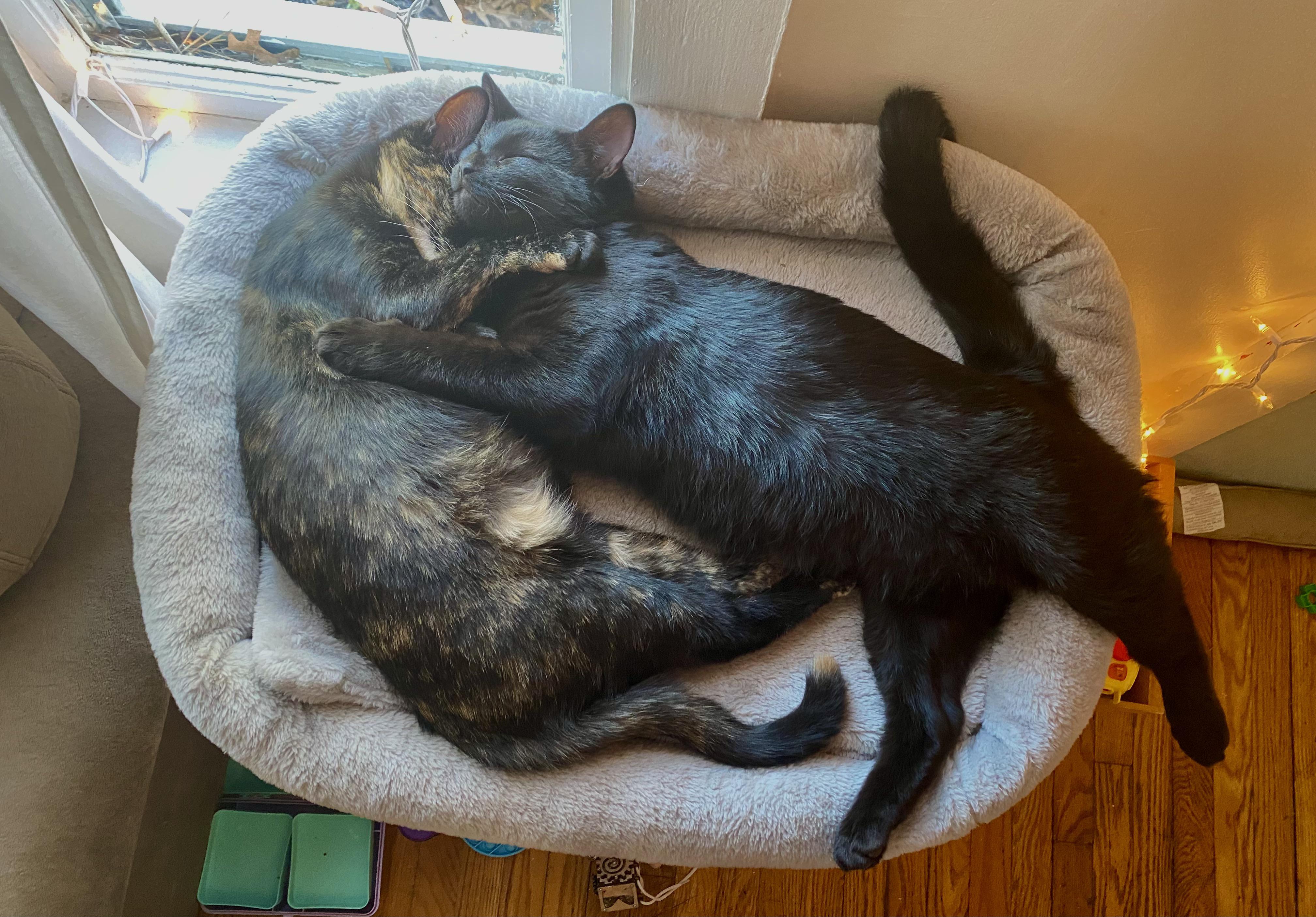 Do cats know they’re siblings? r/cats