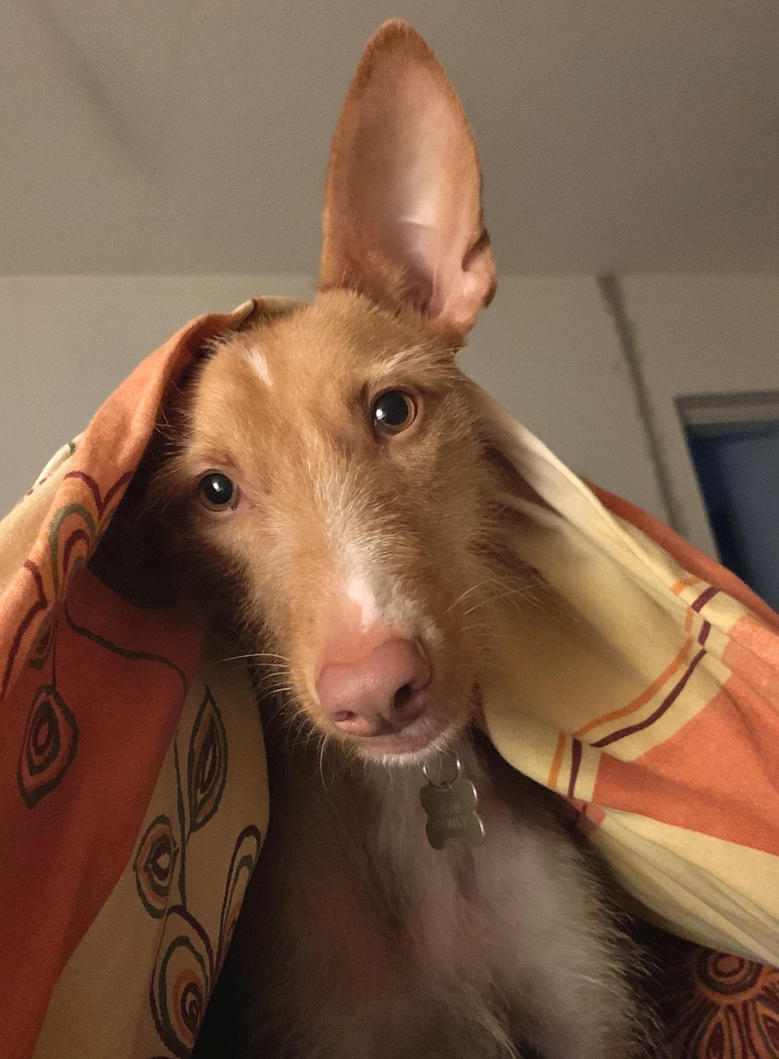 She always races upstairs to snuggle under the covers in the morning