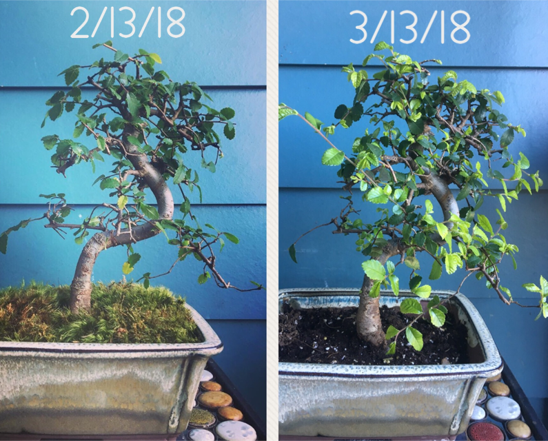 Growth on my Chinese Elm in one month r/Bonsai