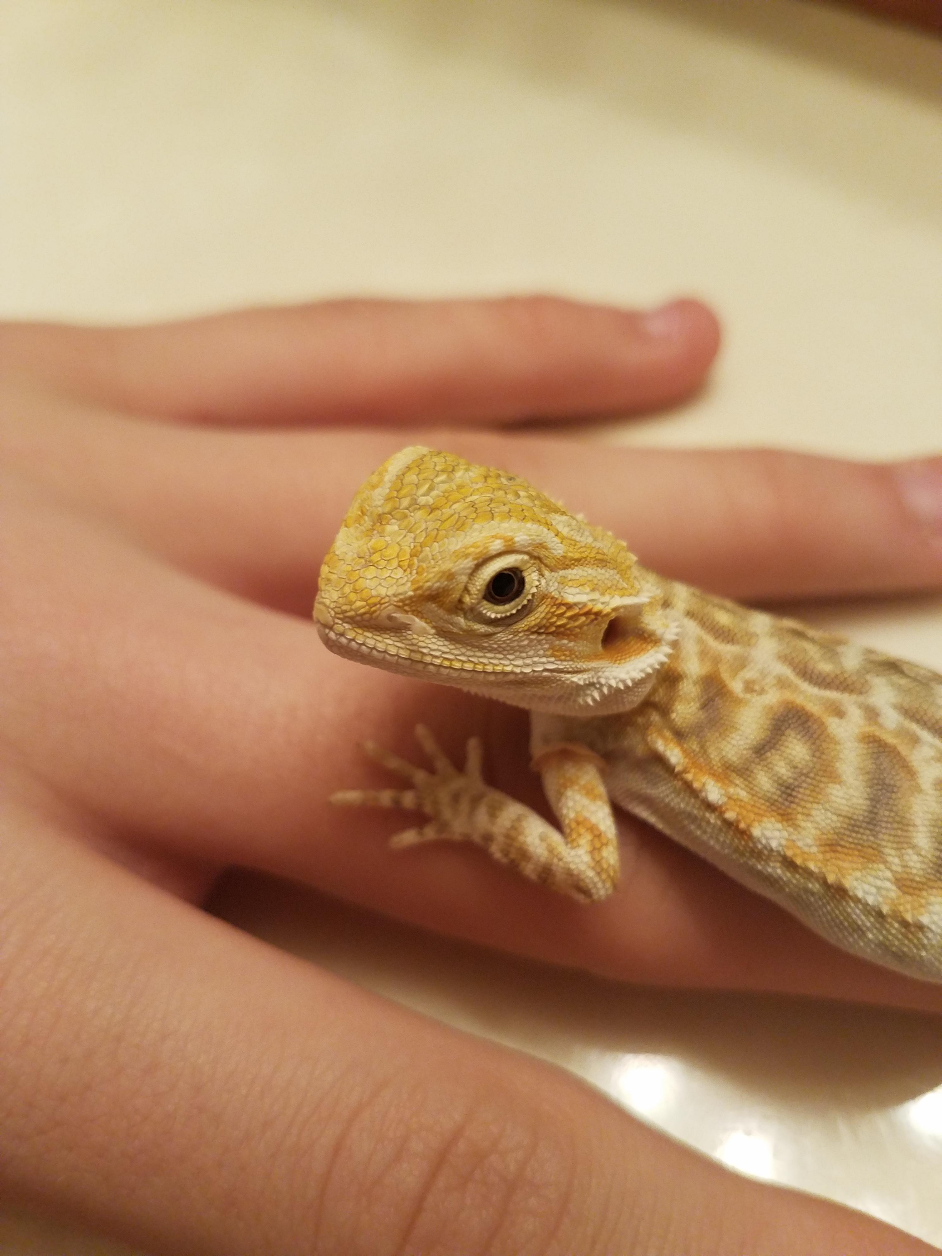 A bearded dragon won't let go.