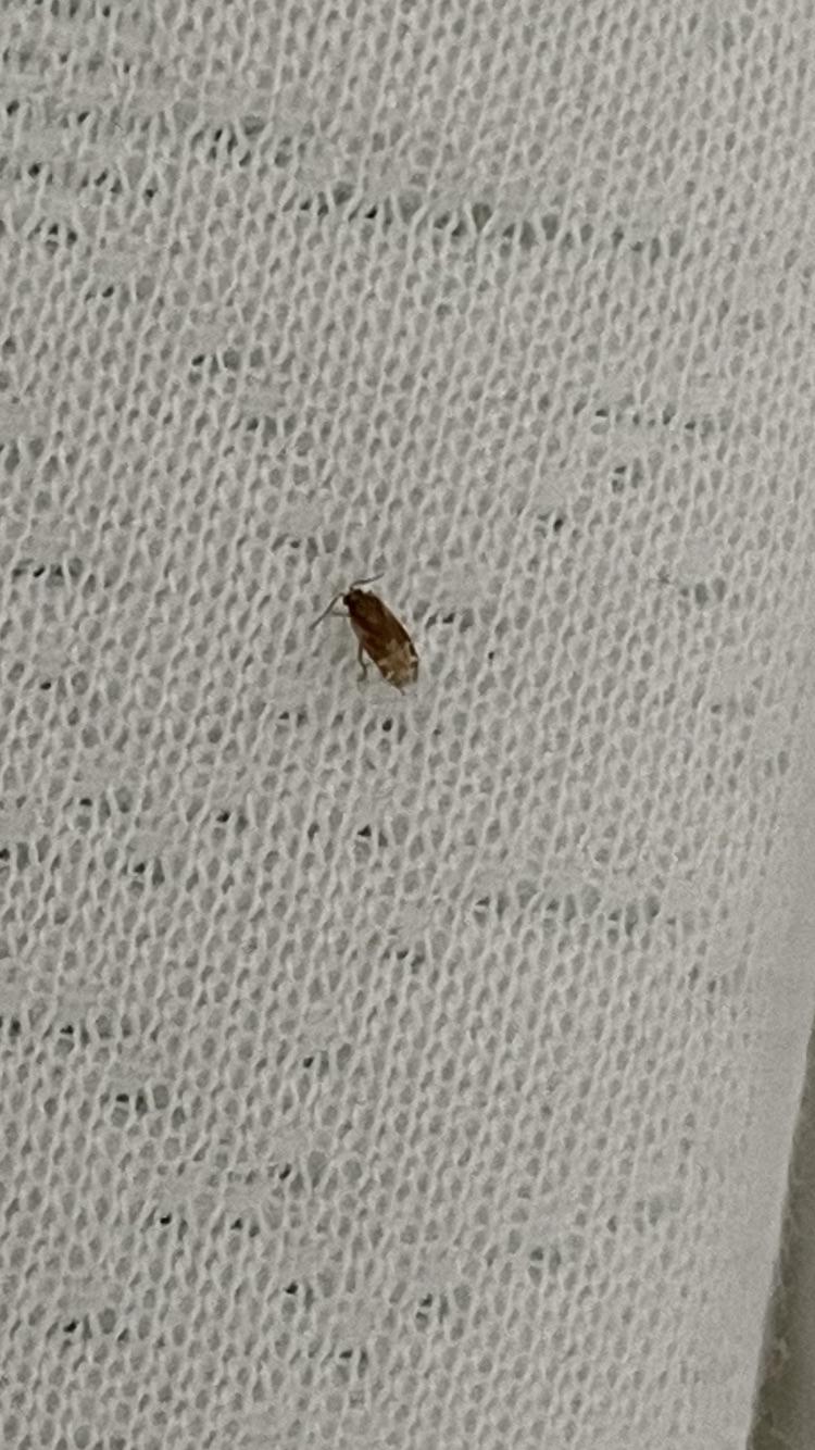 Is this a bed bug? r/Bedbugs