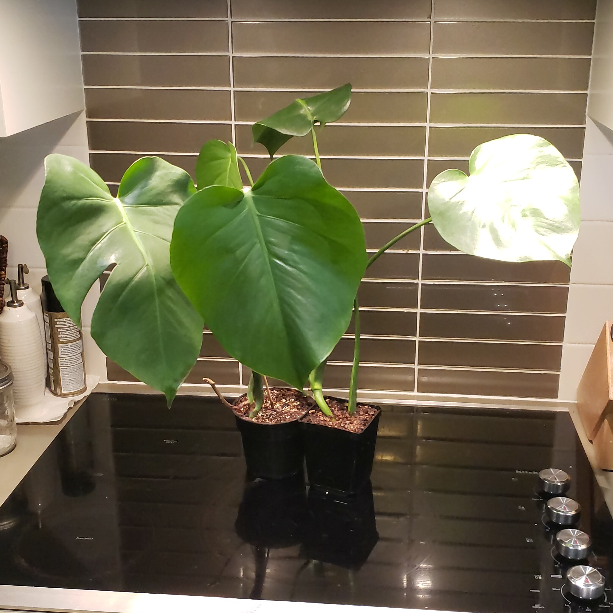 New additions thanks to craigslist r/houseplants