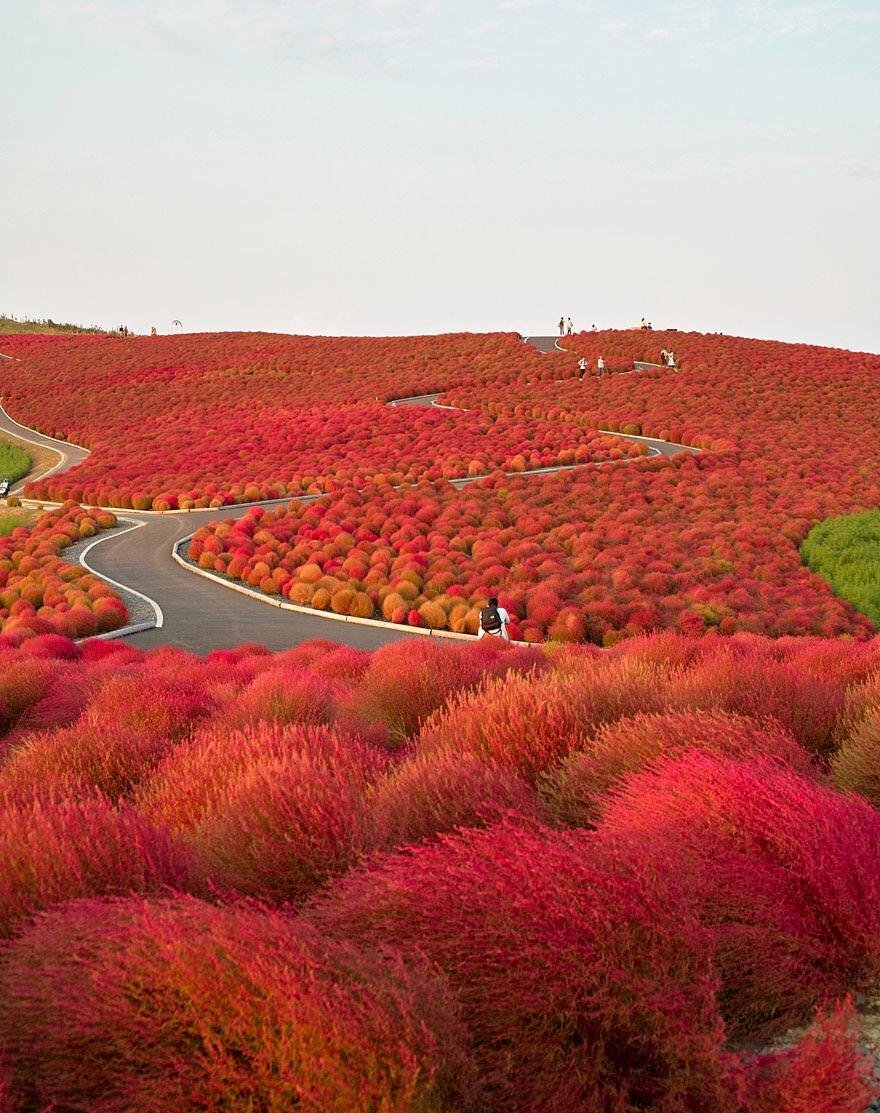 Hitachi seaside park. Japan. r/pics