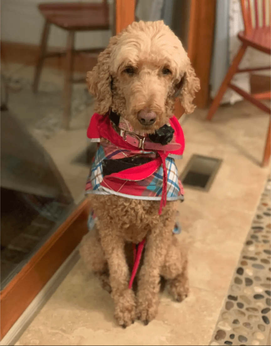 Missing Dog Owego (info in comments) r/Binghamton