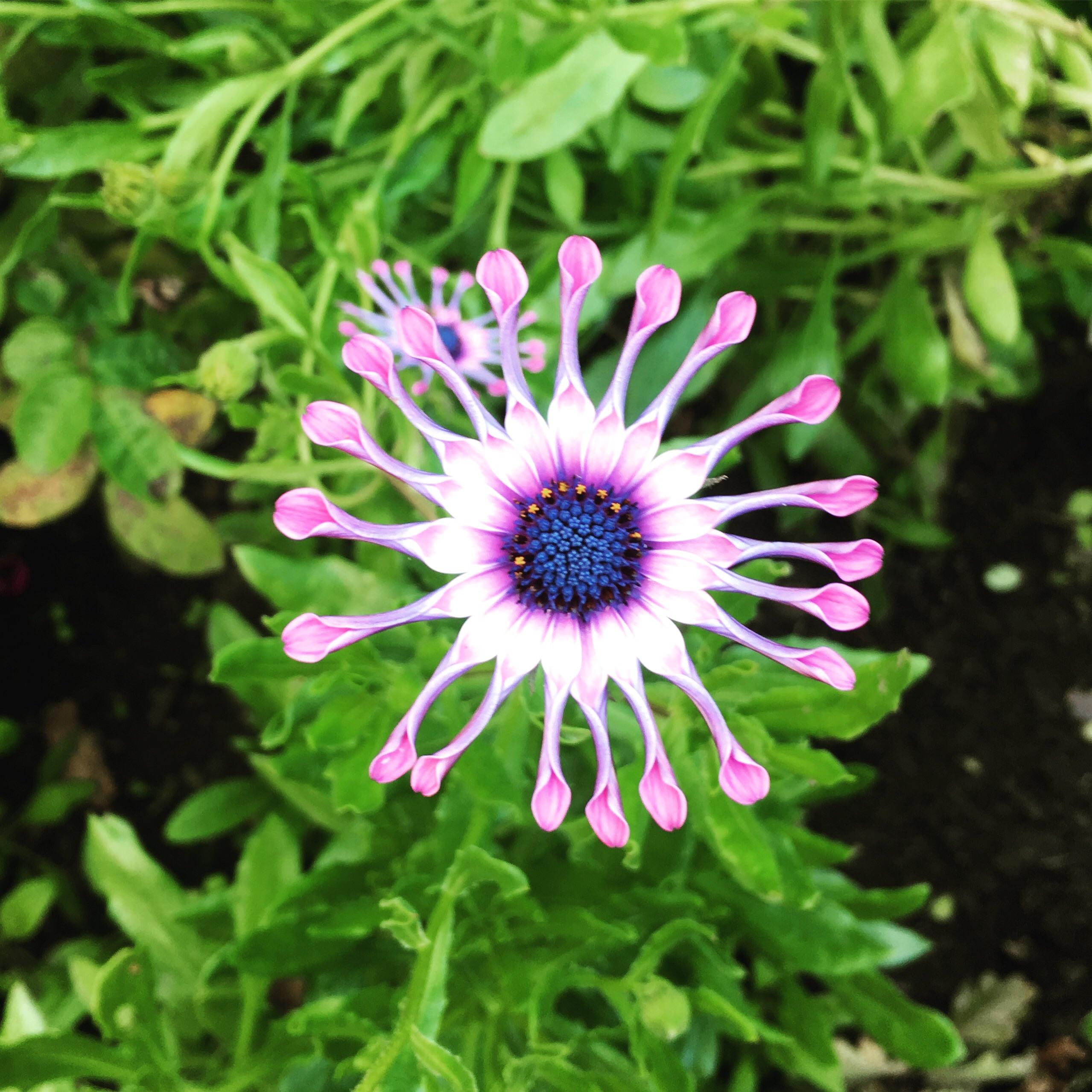 Crazy "atomic starburst" flower mutation (Sissinghurst Castle, UK) r