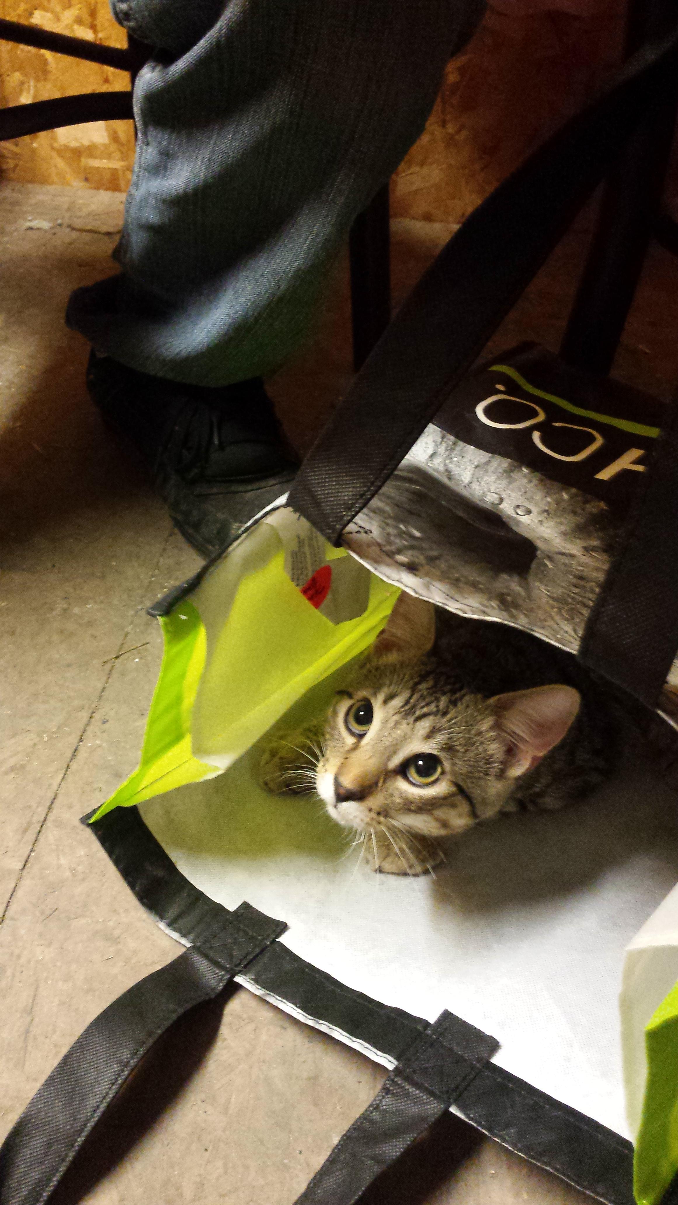 The cats in the bag... r/funny