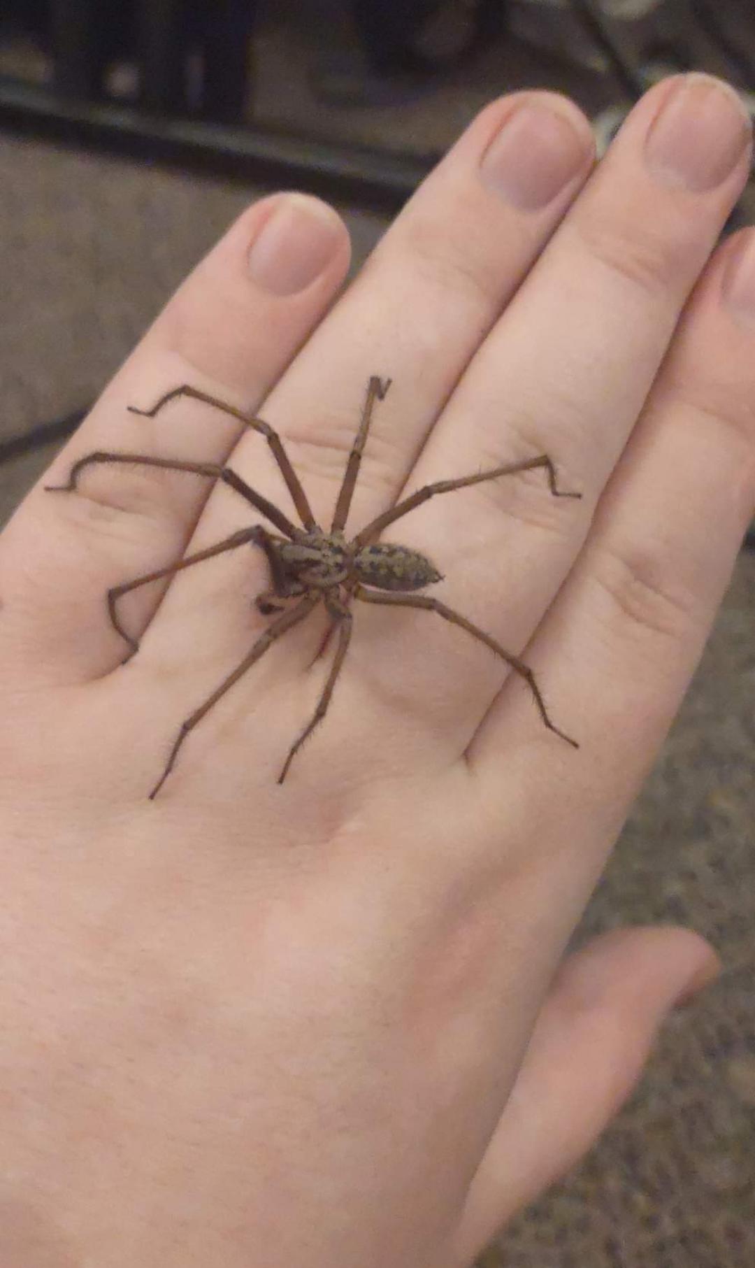 my old female giant house spider sadly died but I found this dude