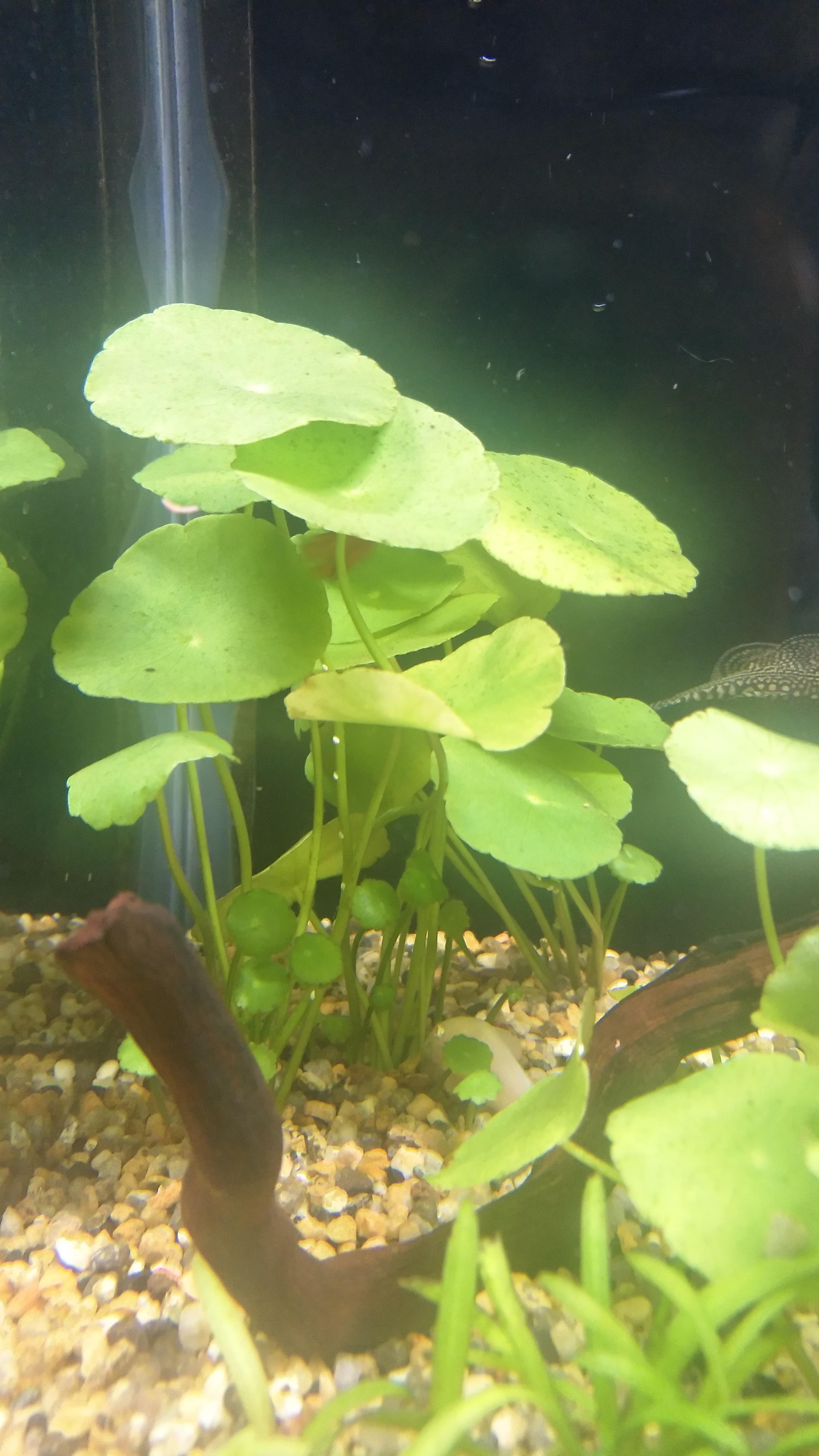 What are these white spots on my plants? Are they eggs or something