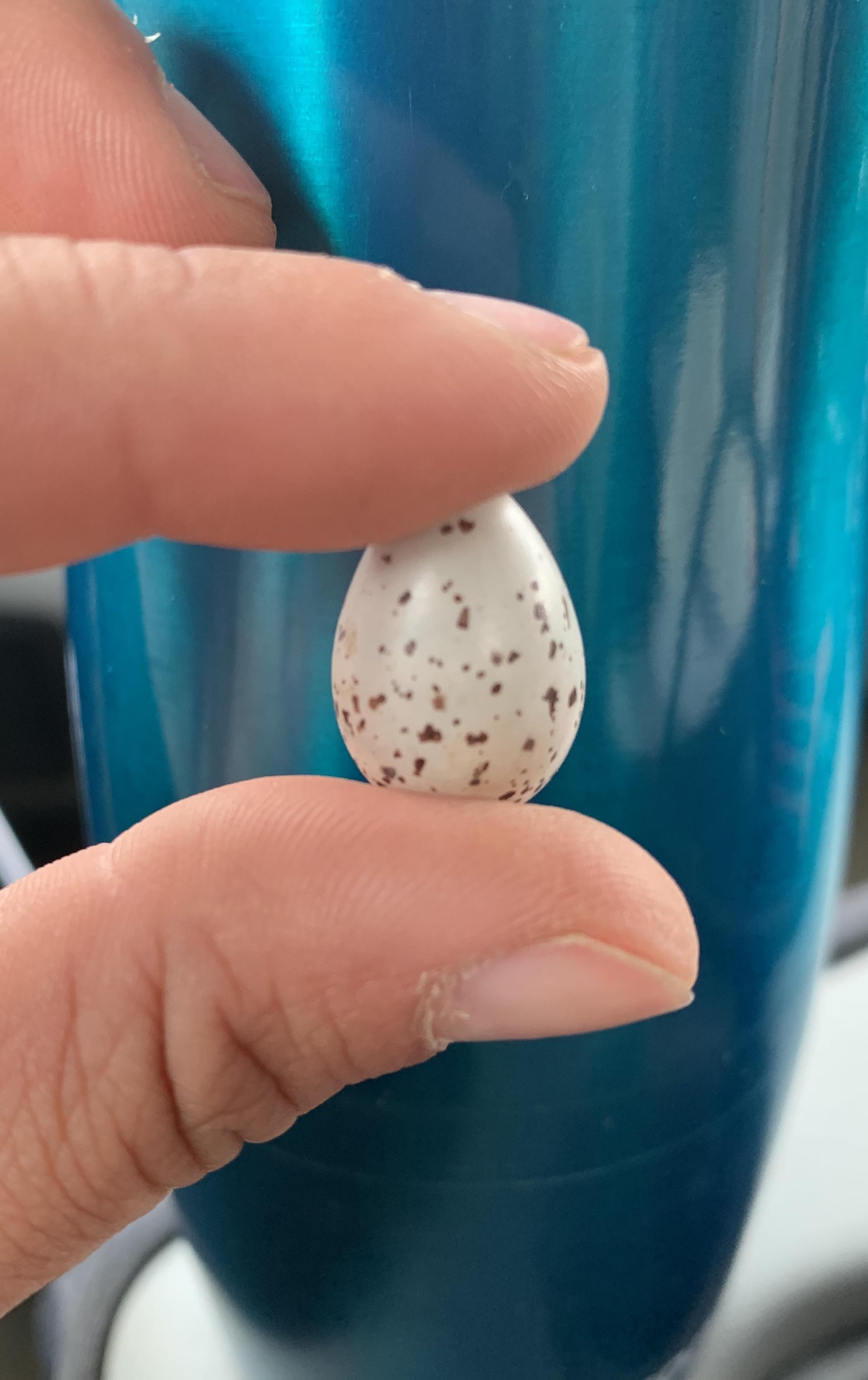 Tiny barn swallow egg unit r/TinyUnits