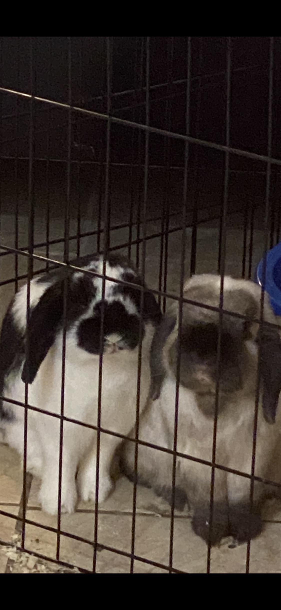 My babies Cookies & Cream and Potato Chip r/Rabbits