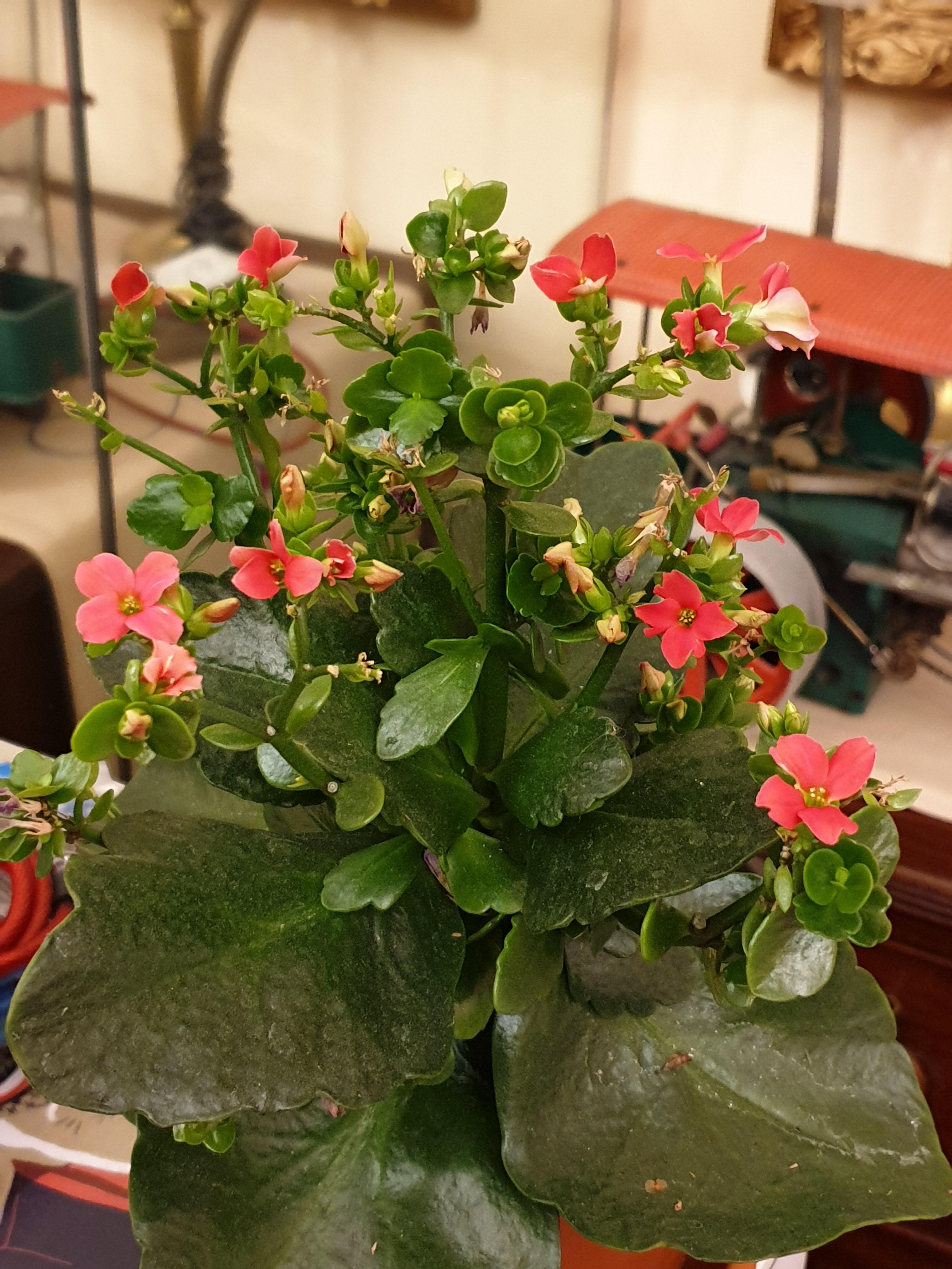 My Kalanchoe has decided to bloom. r/succulents