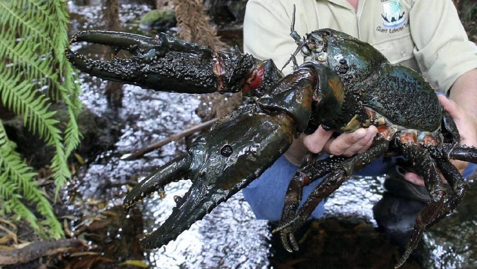 Tasmanian crayfish, largest known freshwater crayfish species on Earth