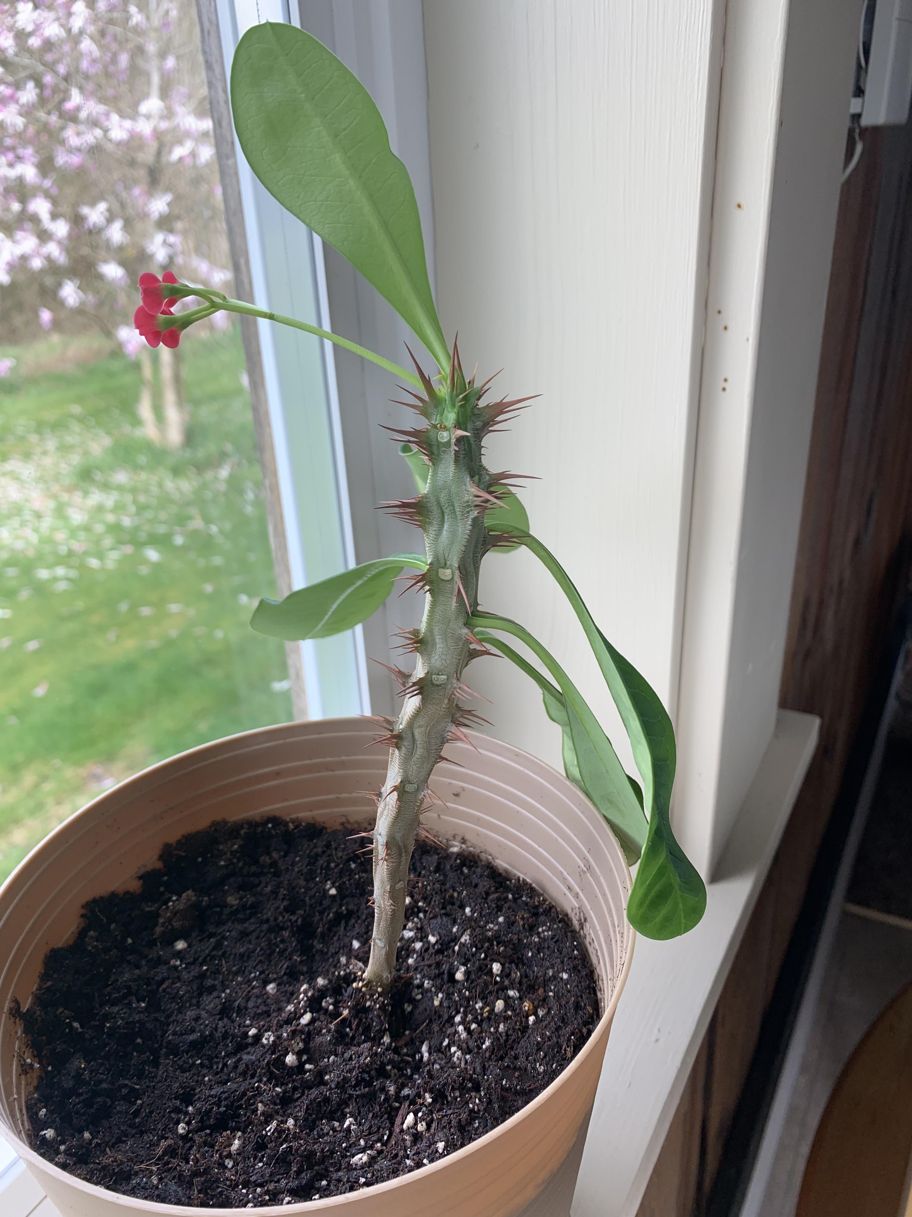 Alright reddit gardeners.. help.. what is this plant? r/gardening