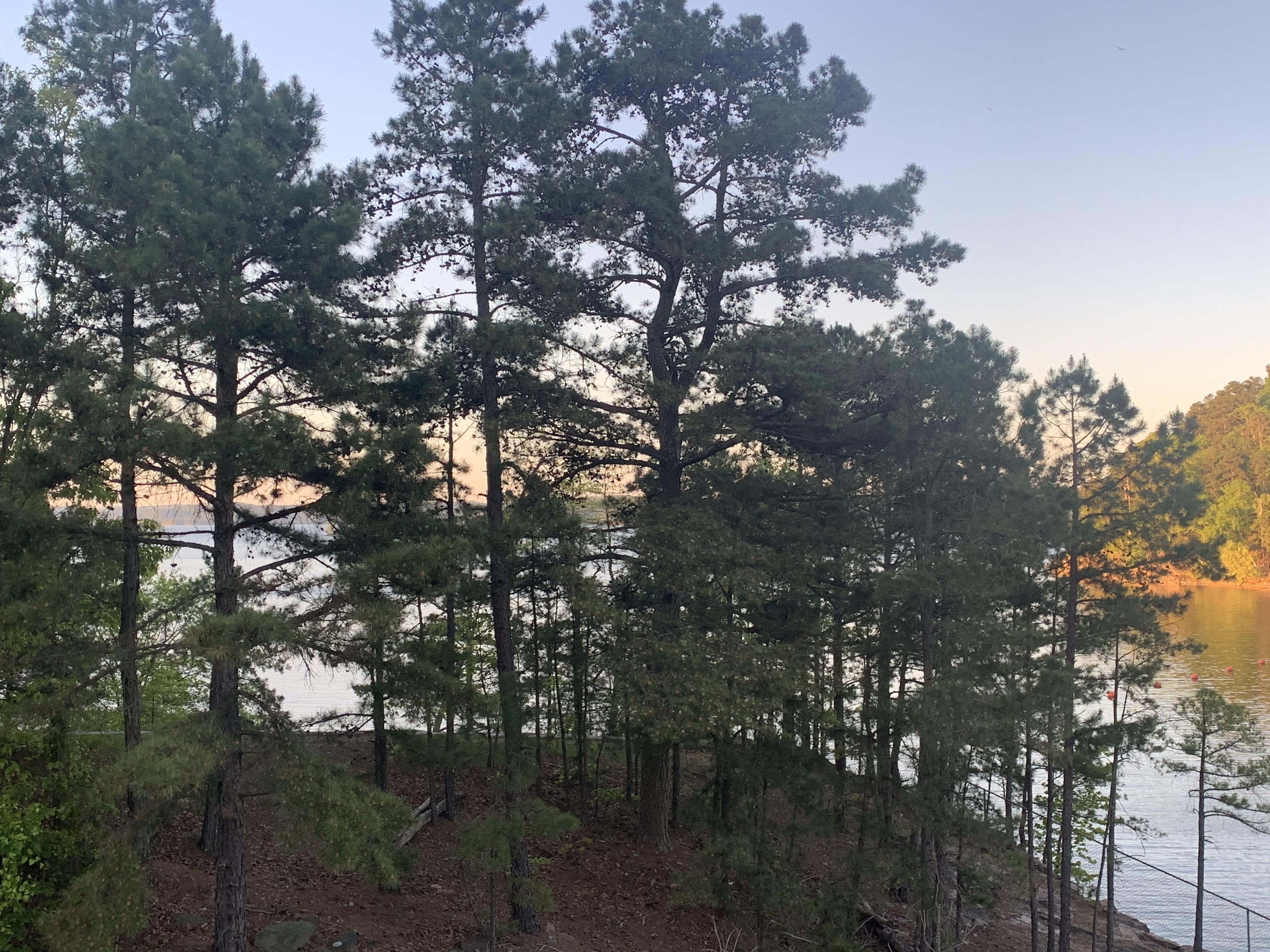 Broken Bow Lake, Broken Bow, Oklahoma r/hiking