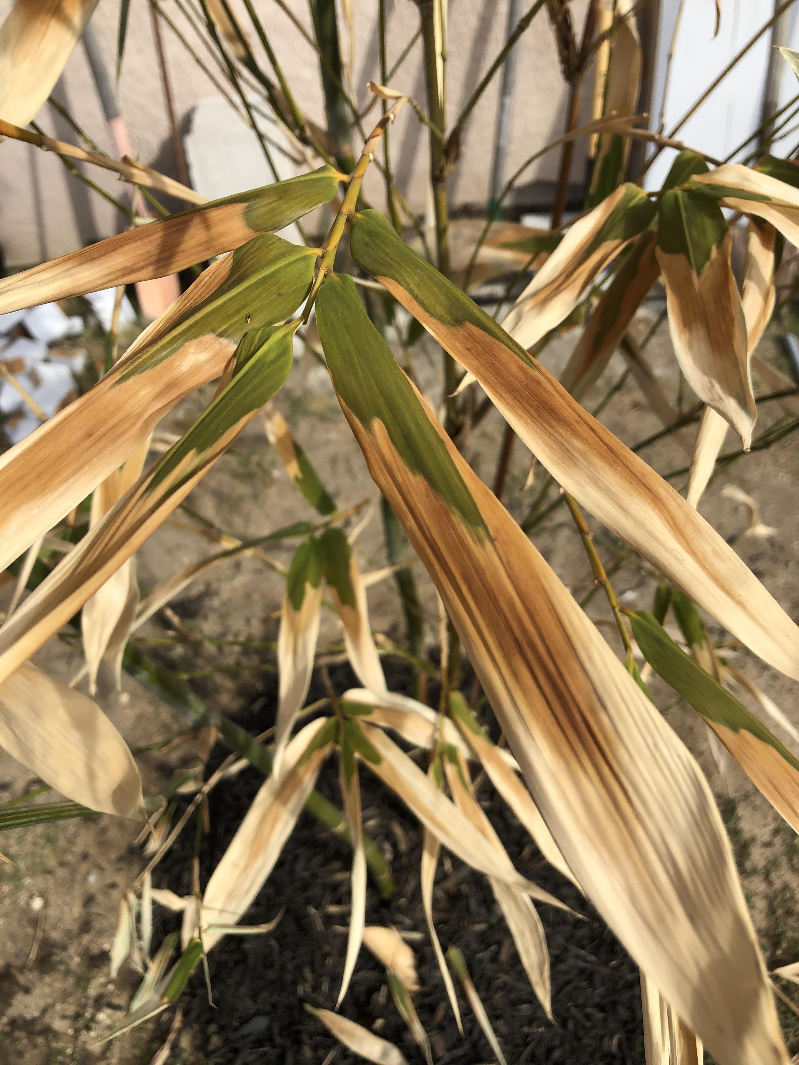 Planted Oldhamii last week shock, over water or under watered? r/Bamboo
