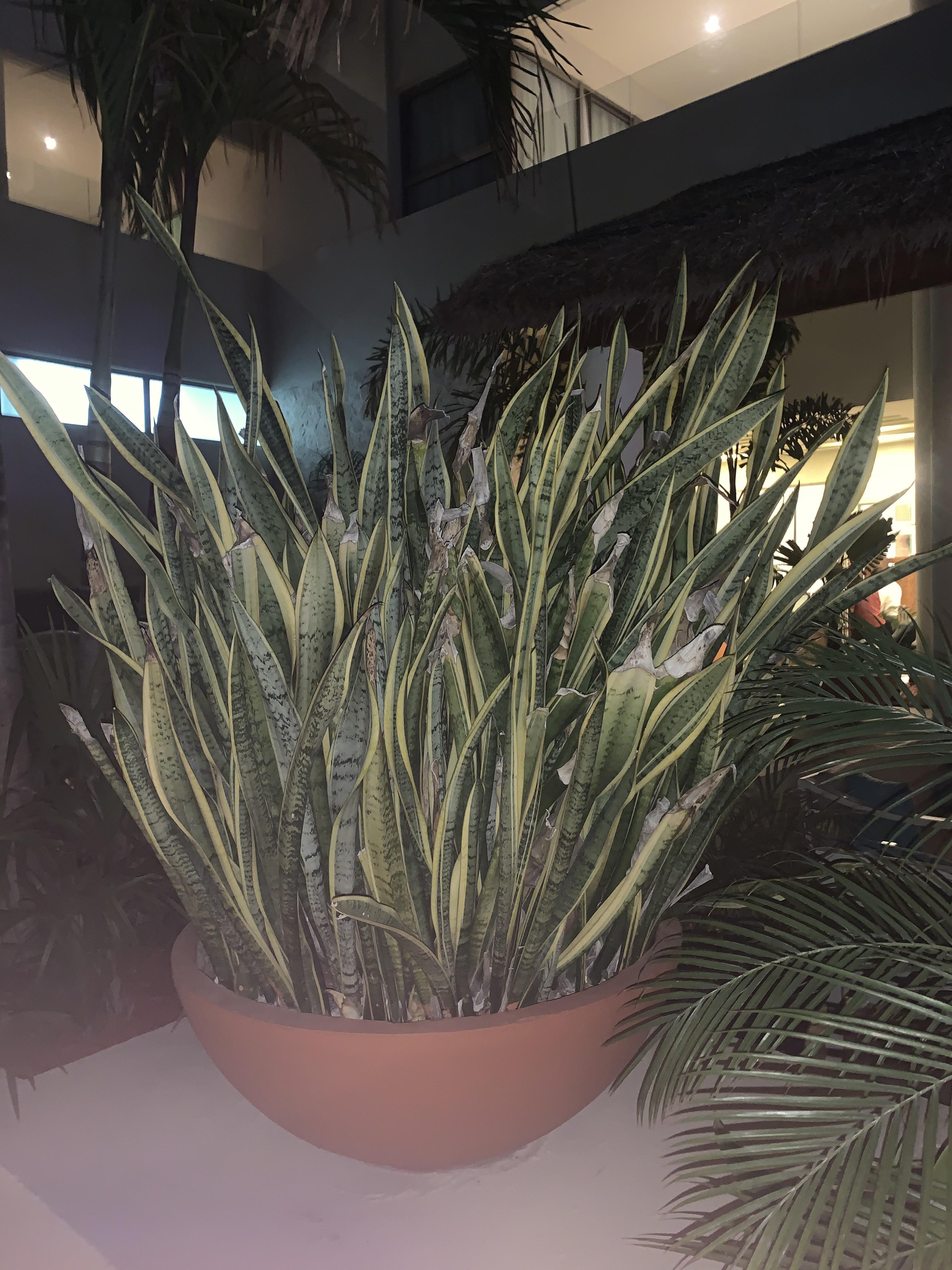 This biggest potted snake plant I’ve ever seen. Located in Mexico!! r