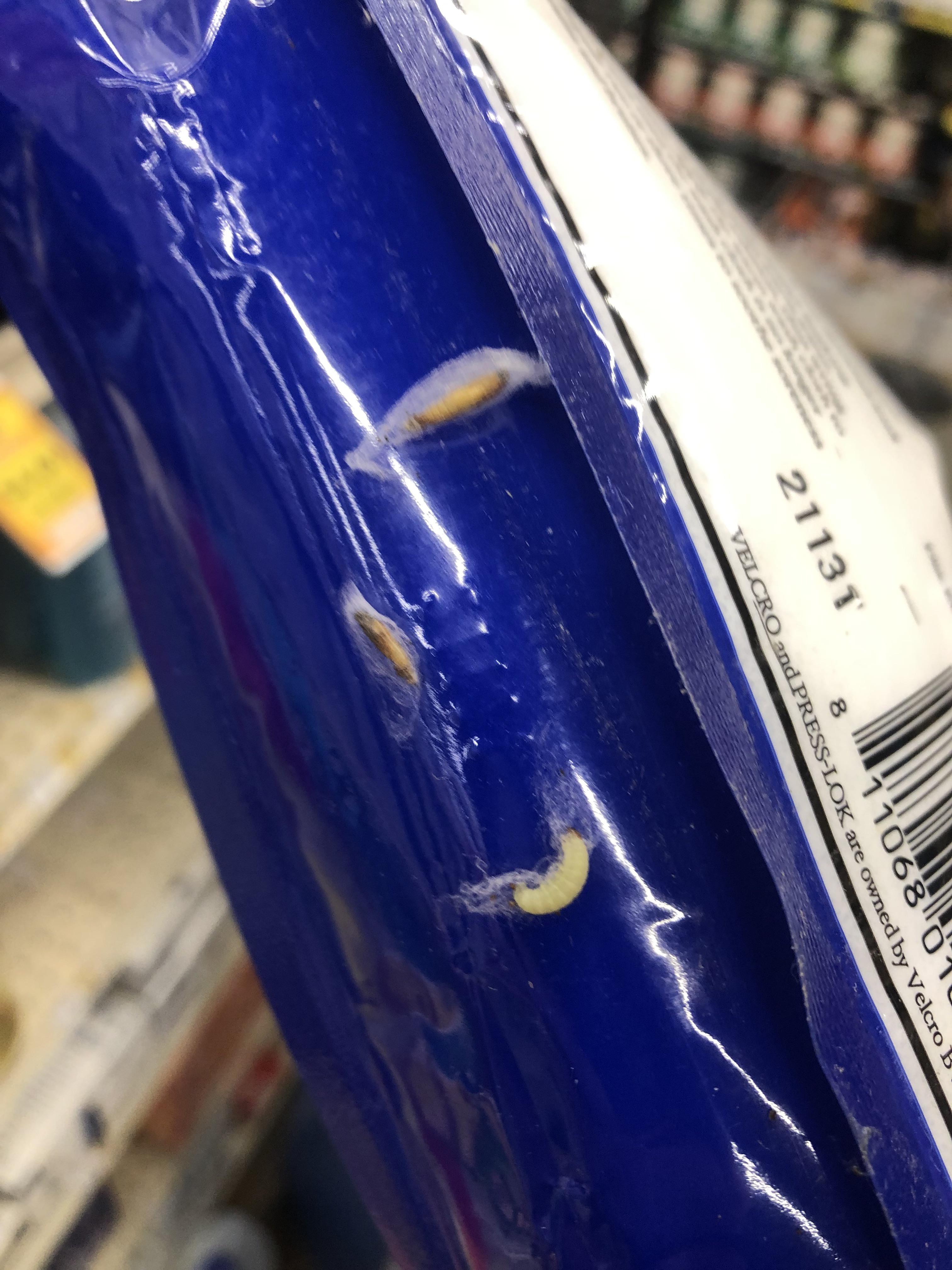 What’s this bug on the epsom salt? r/whatsthisbug