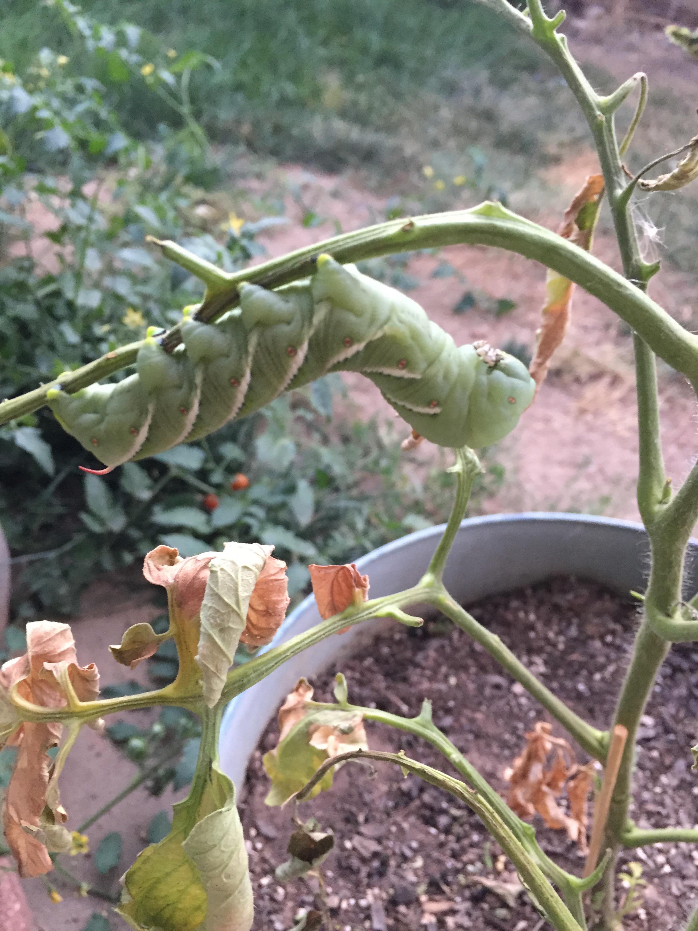 Caterpillar 🐛 This Cunit ate my tomatoes! r/AbsoluteUnits