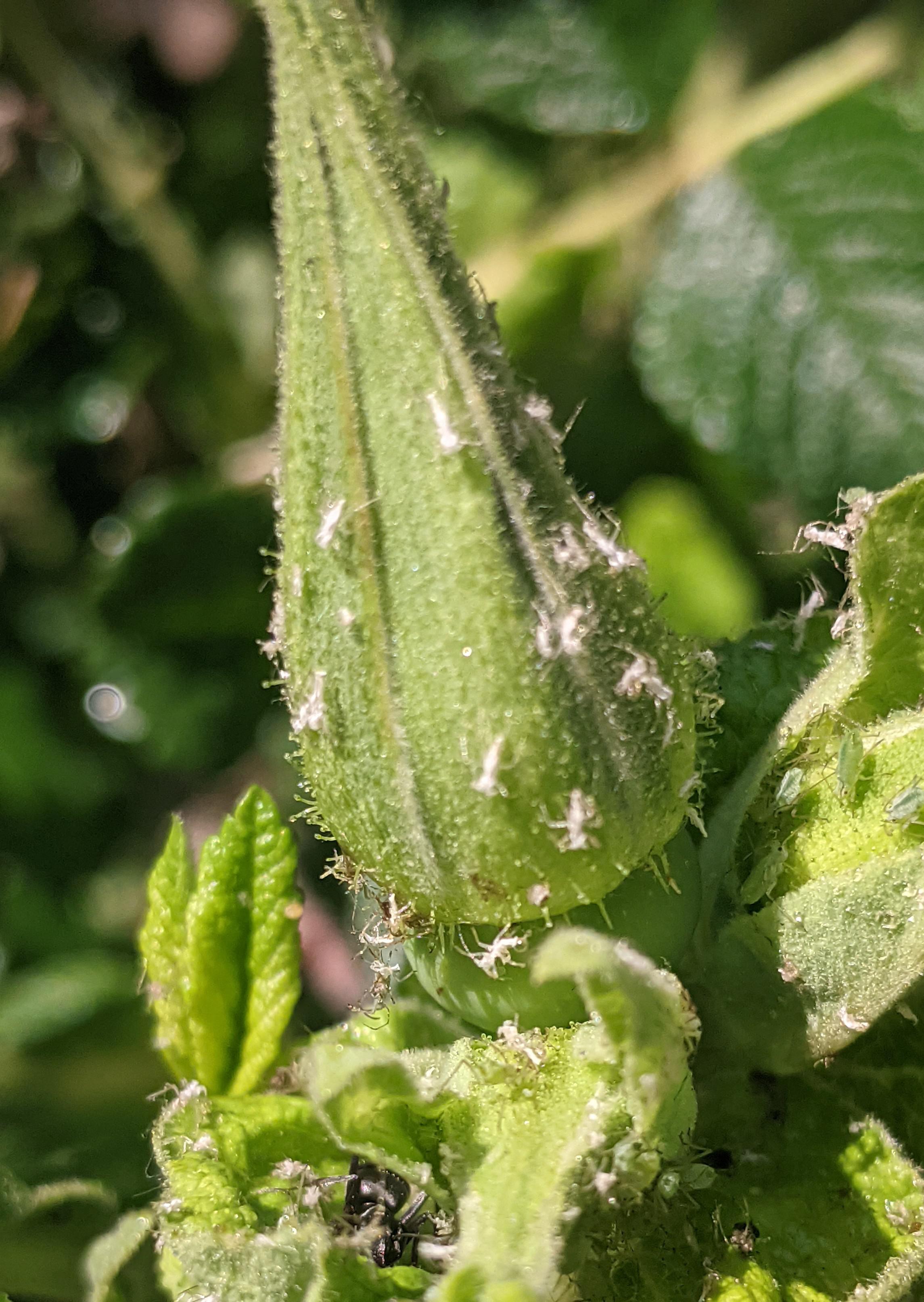 What are these white things on my rose? Are my plants doomed? r/gardening