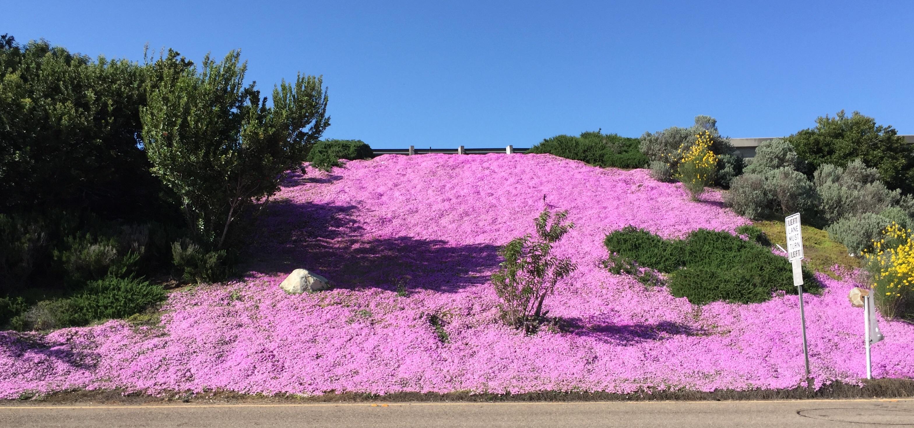 SoCal succulent superbloom roadside ice plants planted for