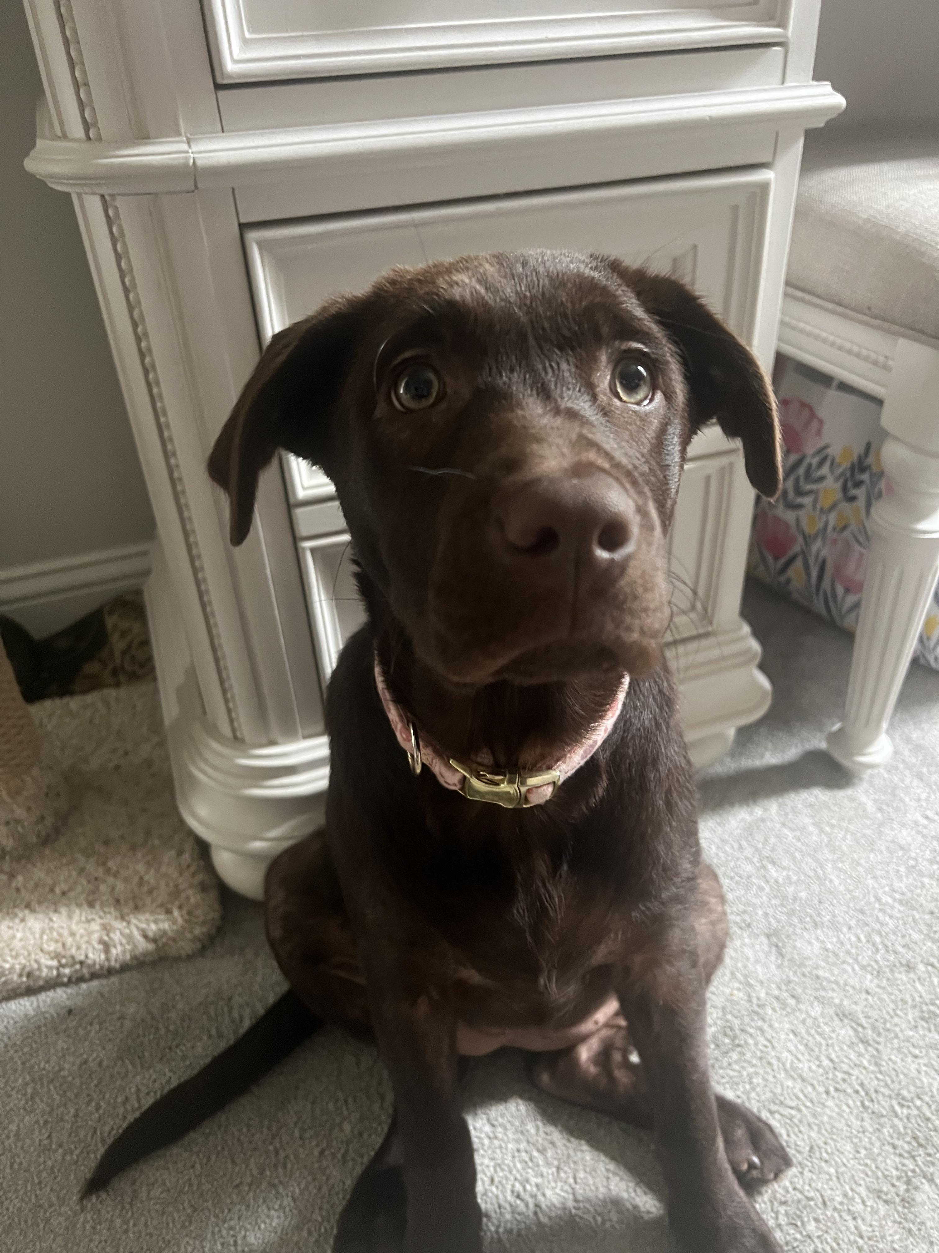 Lab ears? r/labrador