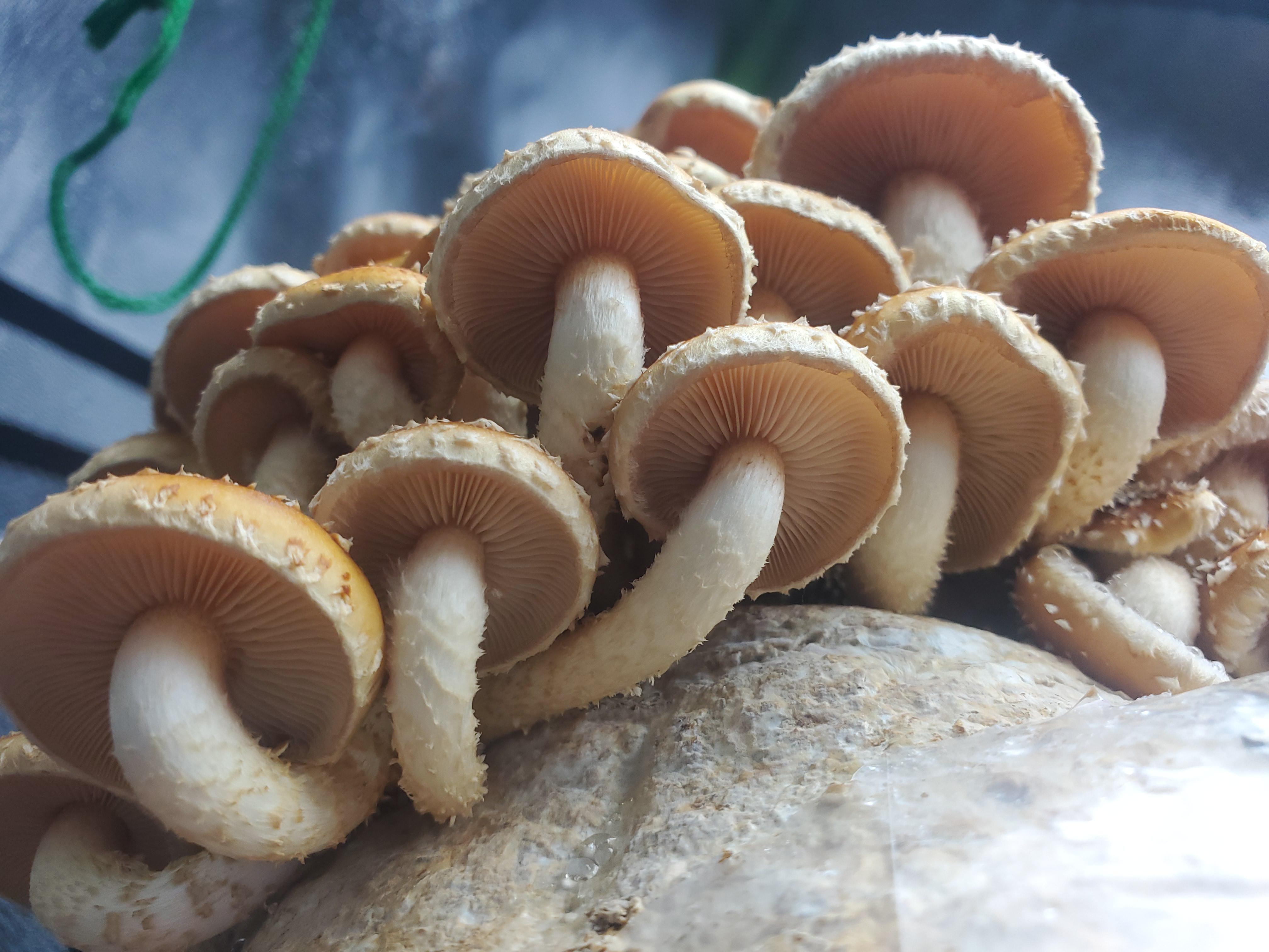 [Gourmet] Beautiful gills on some chestnut mushrooms I grew(Pholiota