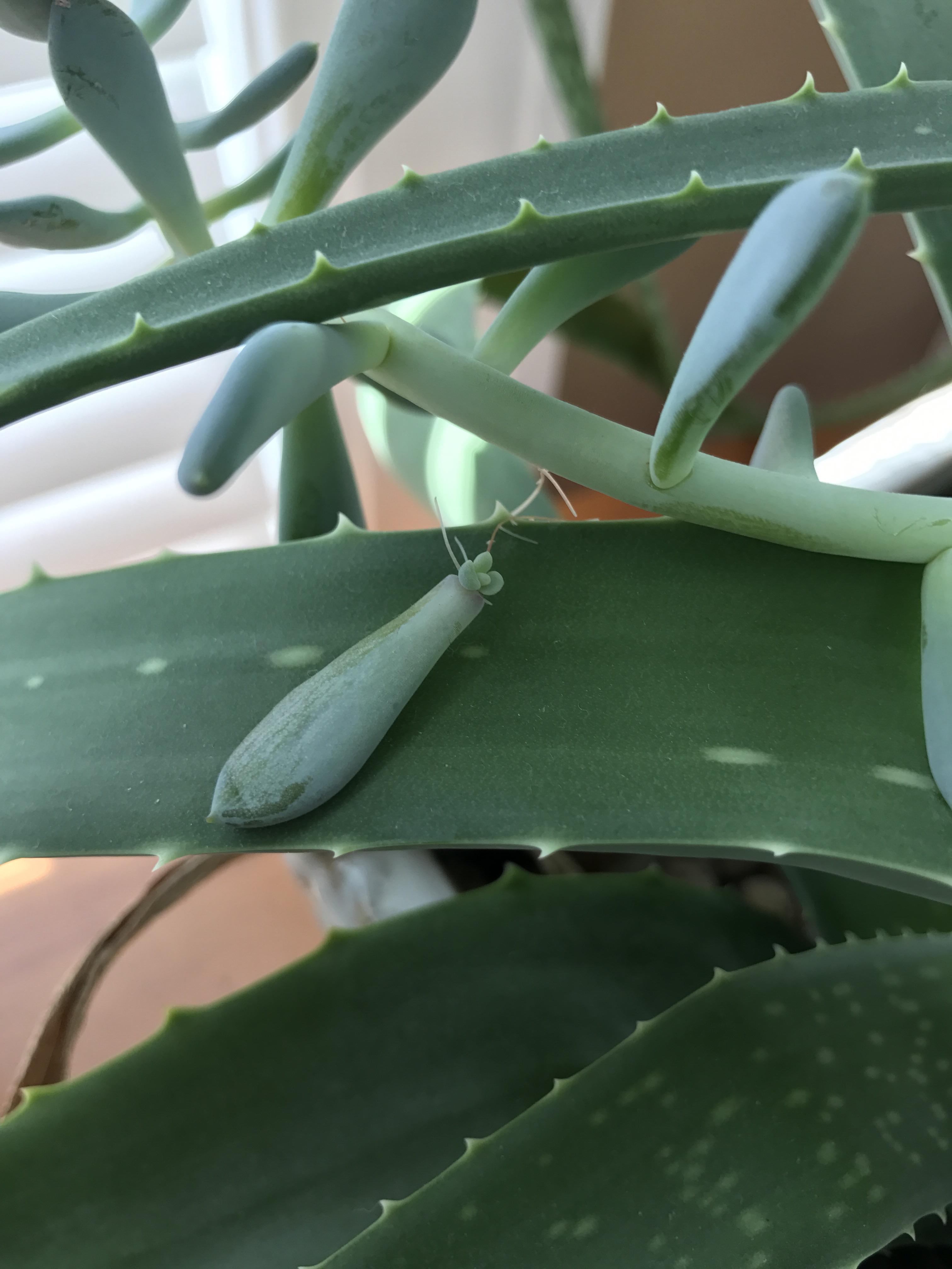 A piece of my succulent broke off but kept growing. r/mildlyinteresting