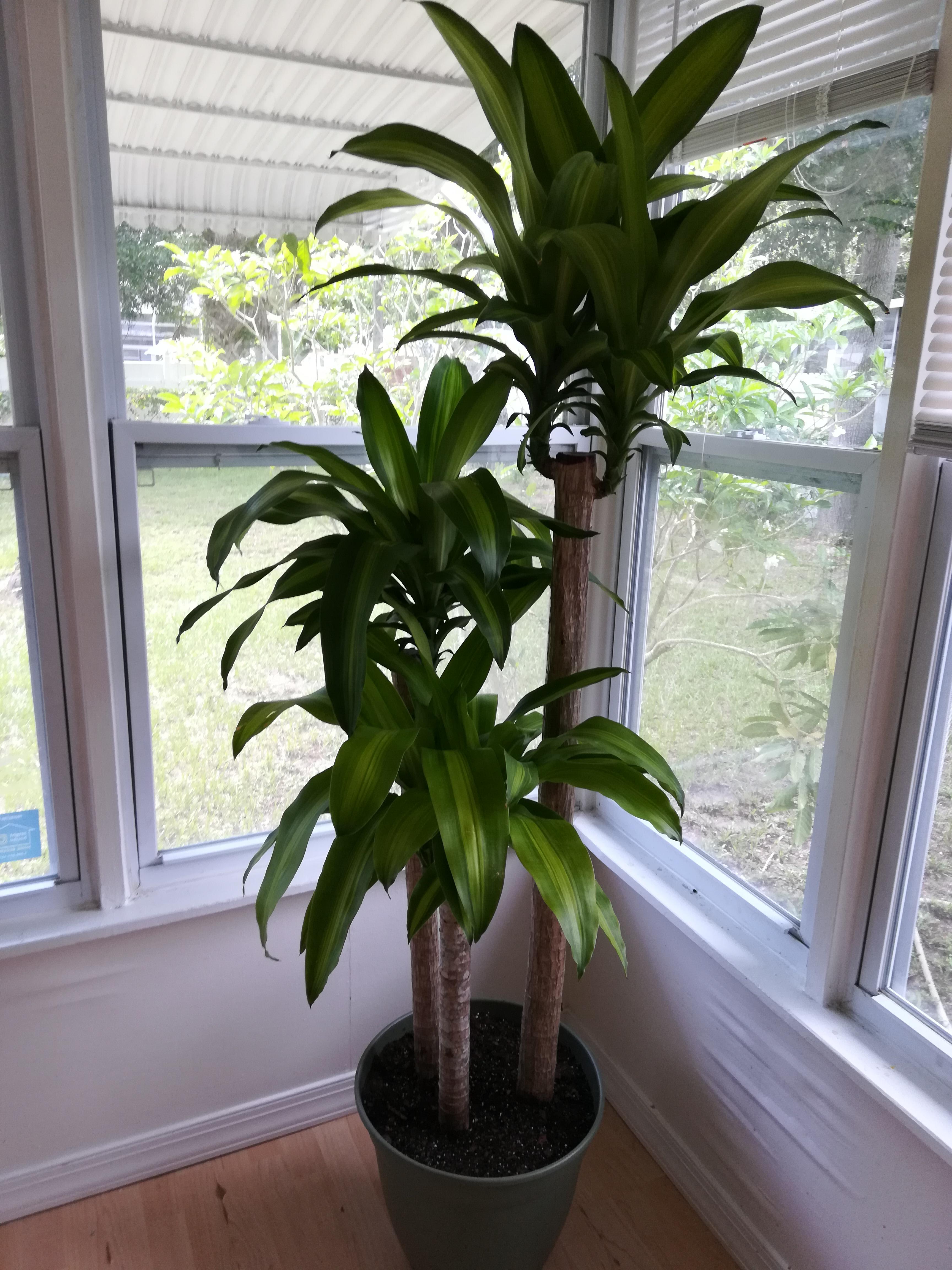 New Plant For New House In Florida r/whatsthisplant