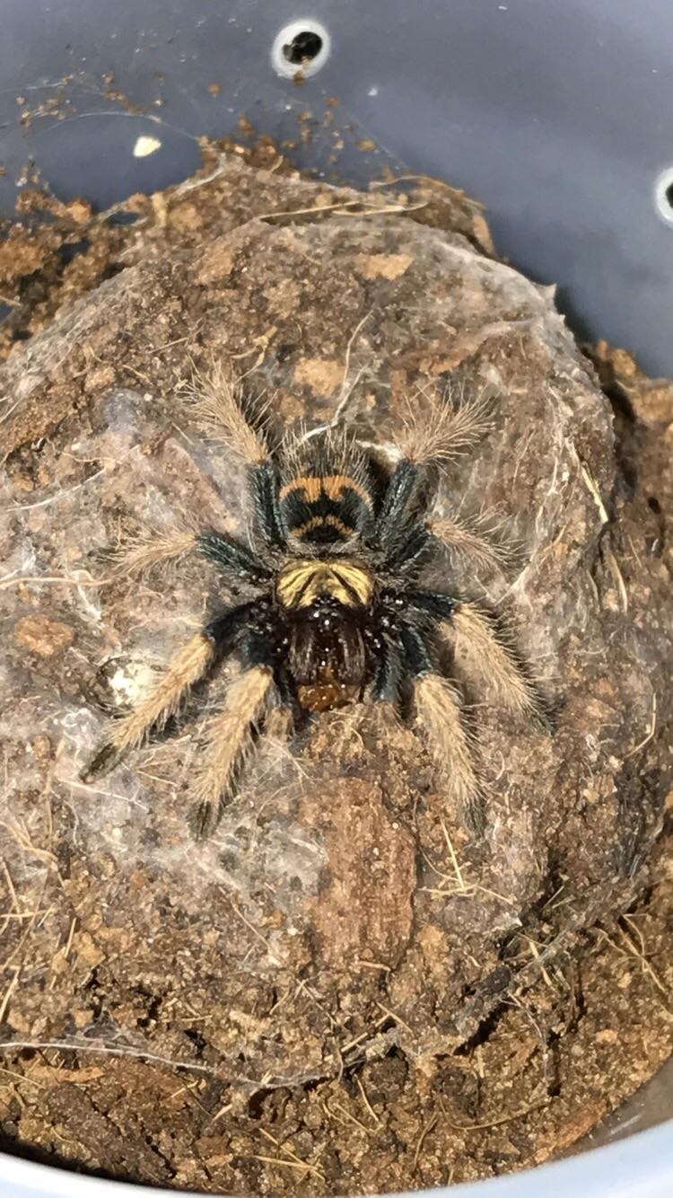 New Greenbottle Blue sling from the Sacramento Reptile Expo! r/tarantulas