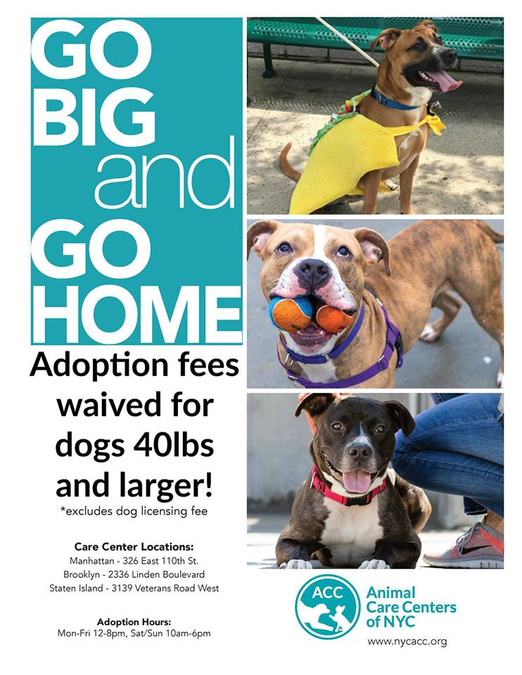 Go Big and Go Home! Adoption Fees WAIVED for dogs 40lbs and larger at