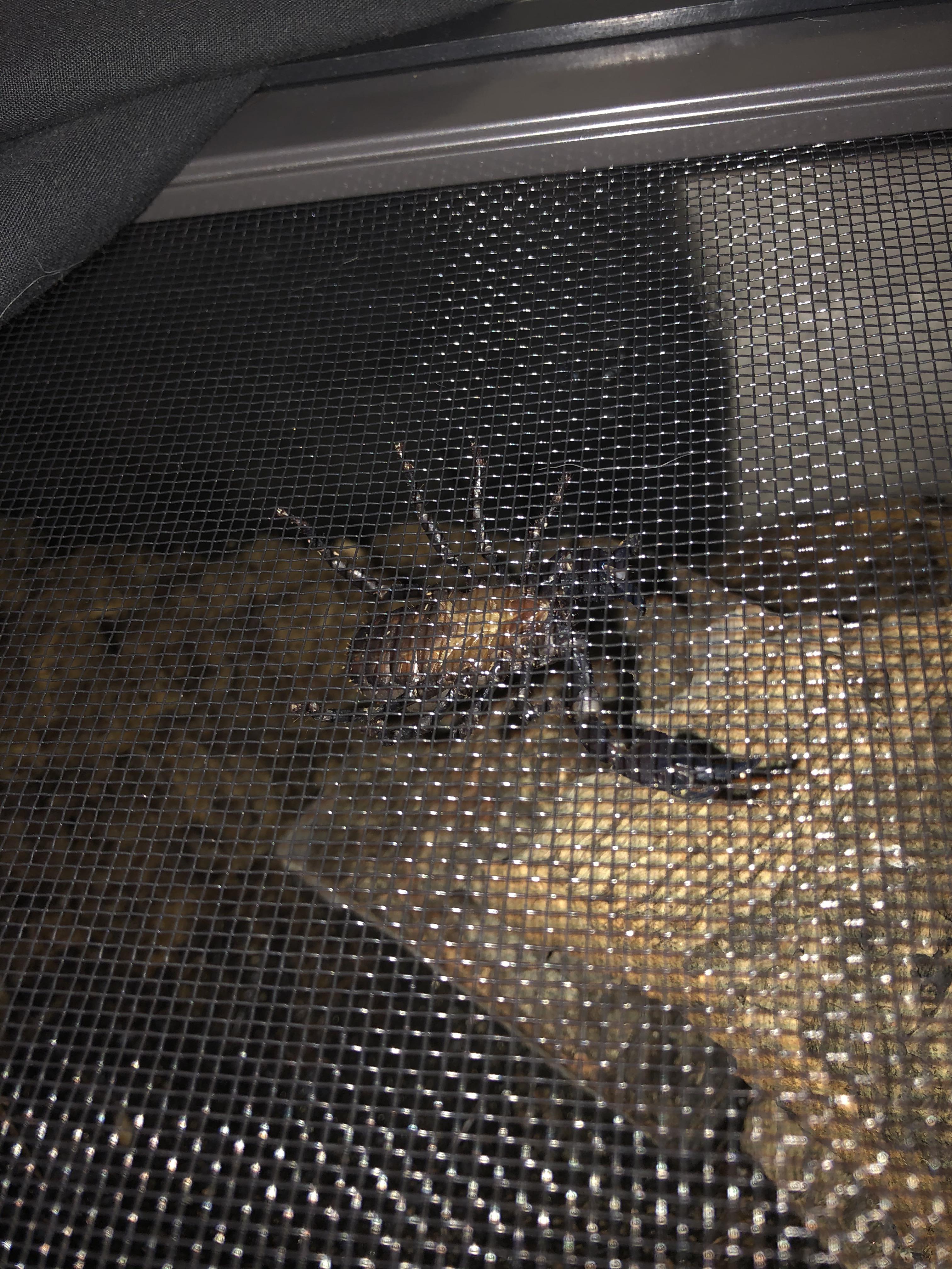 Why are you climbing upside down across the top of your terrarium Luci