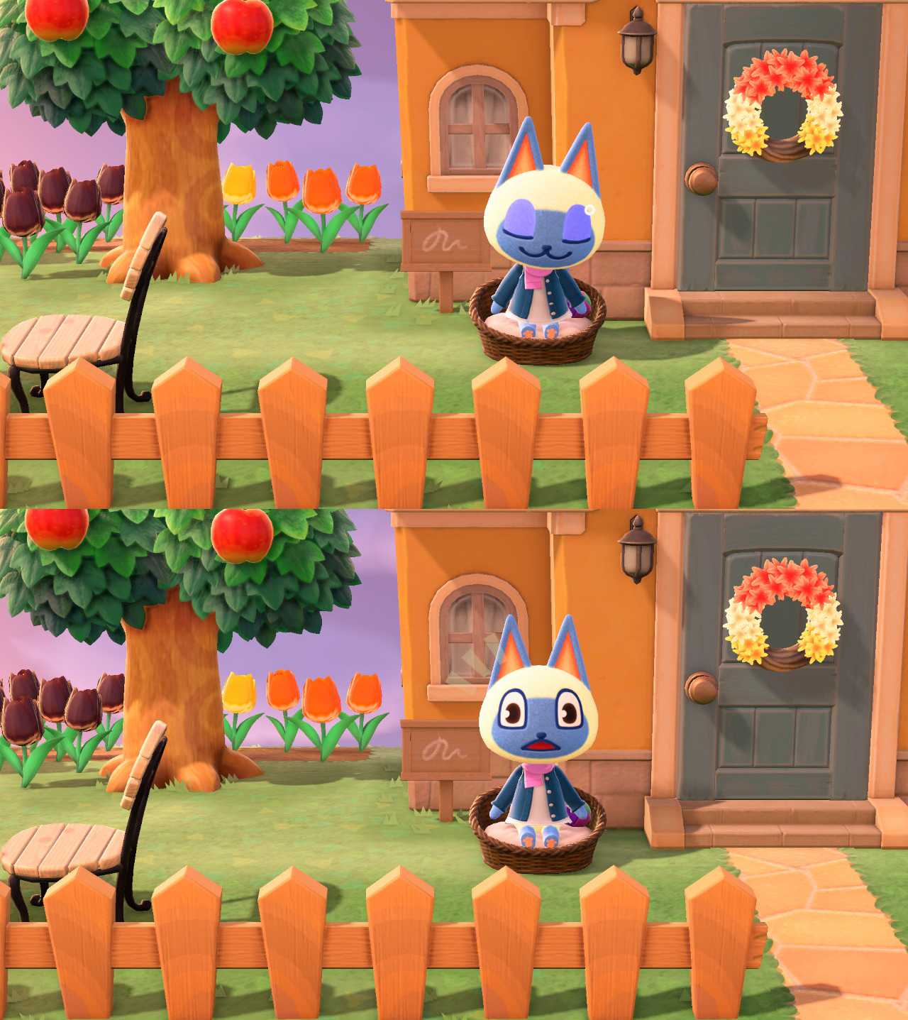 Buying these pet beds and putting them all over the island has been the