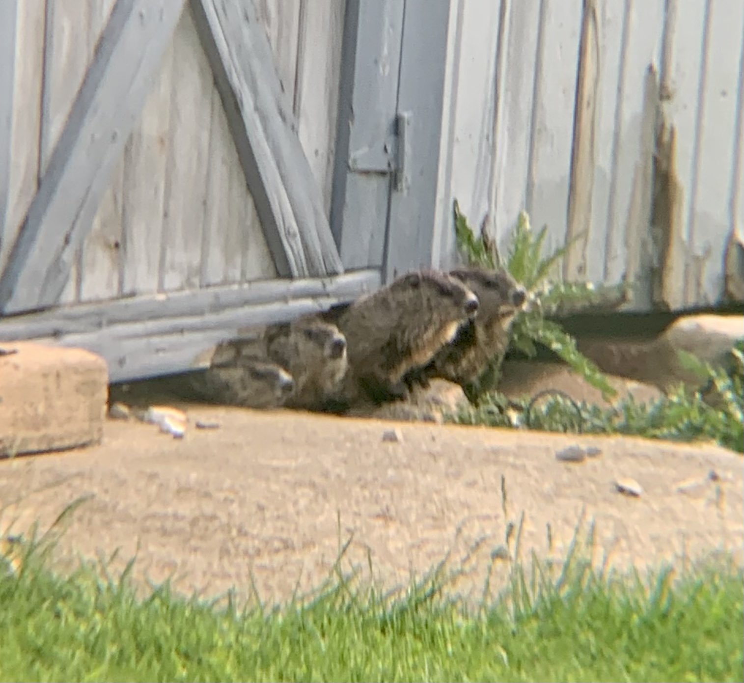 There is a family of groundhogs living under my shed. r/aww