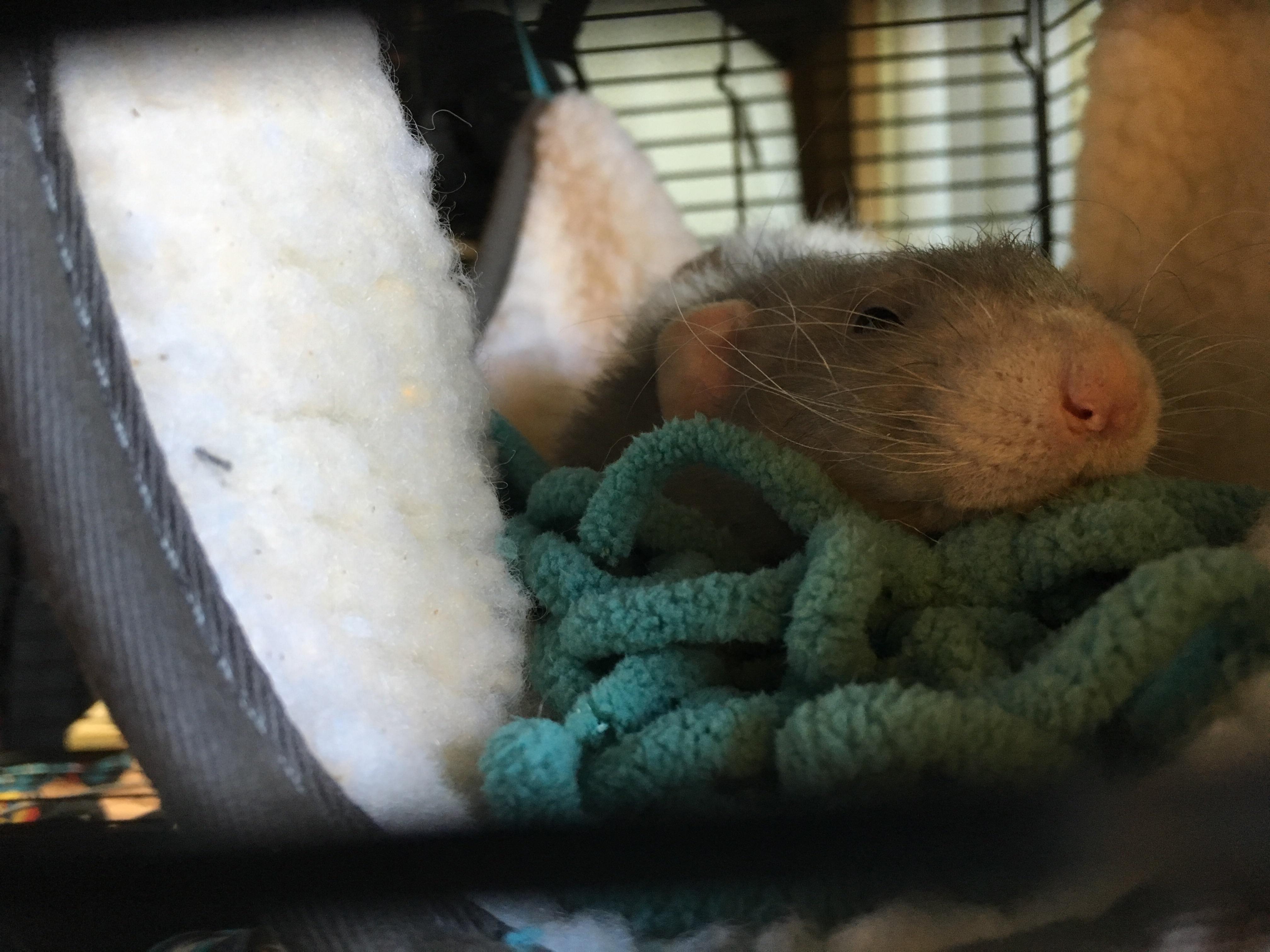 If you give a rat some scrap yarn r/RATS