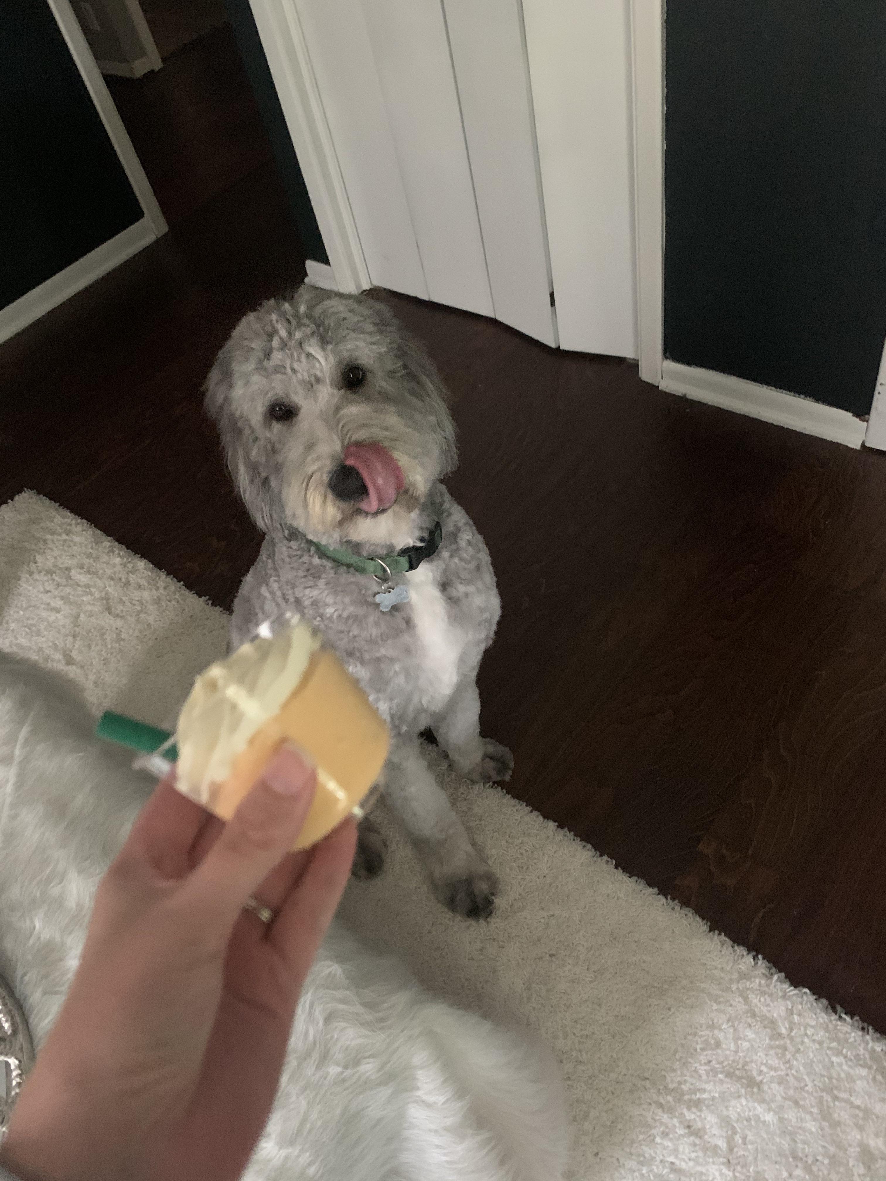 Treated my guy to a PSL from a local dog bakery after his grooming