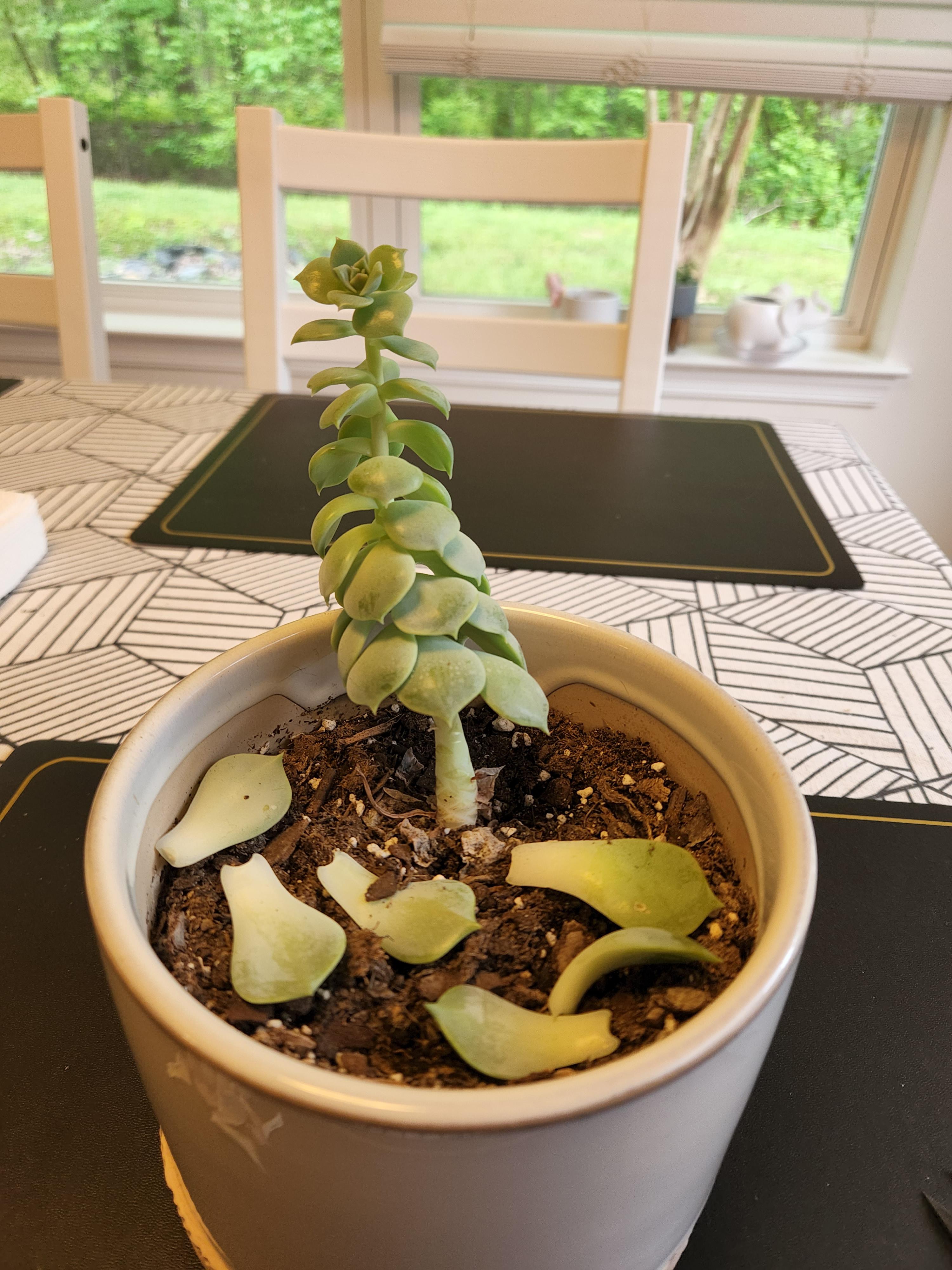 Why do my plants grow straight up like this? She's got legs for days