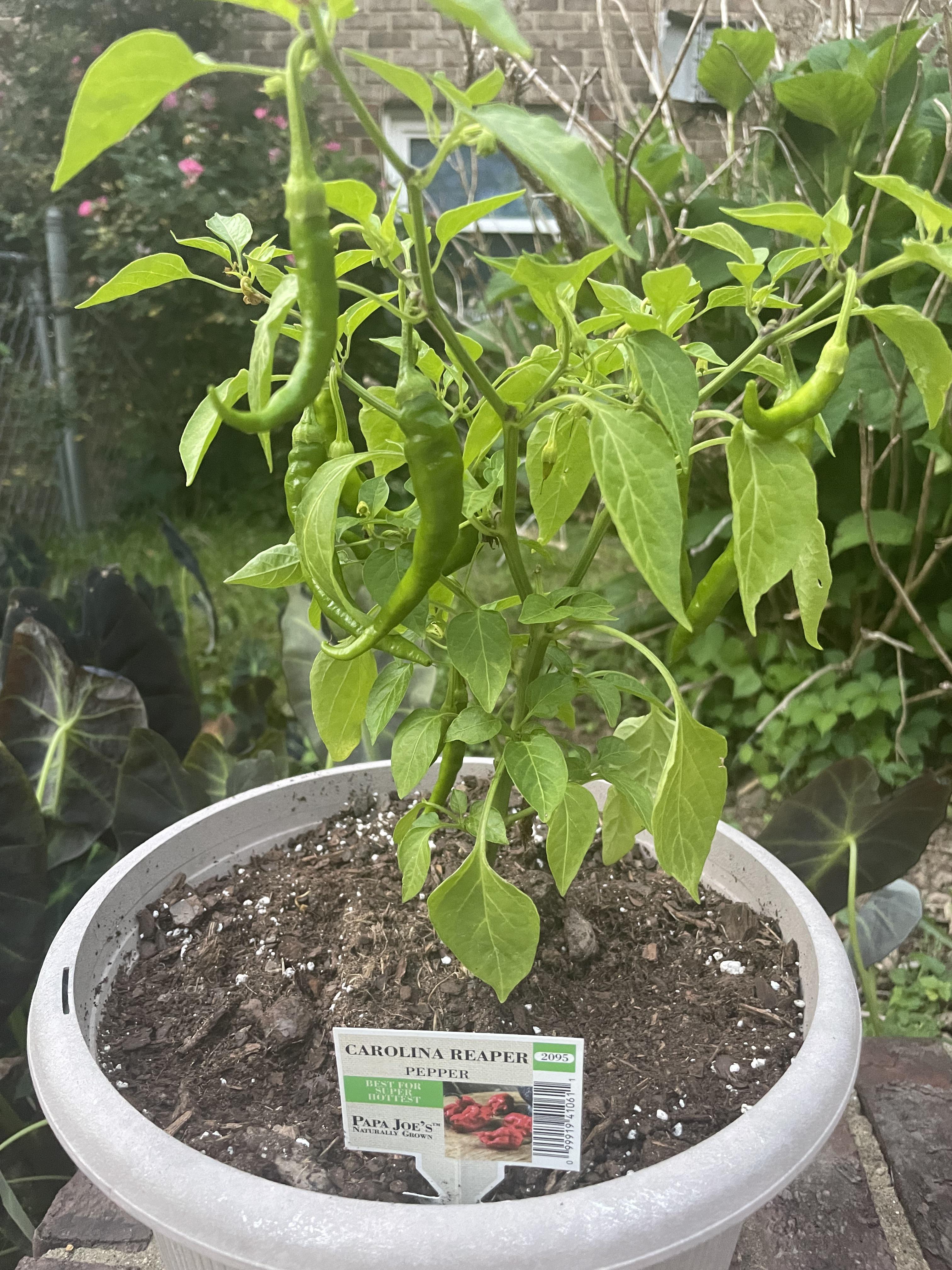 Thought I try to grow a Carolina reaper plant for the first time. I