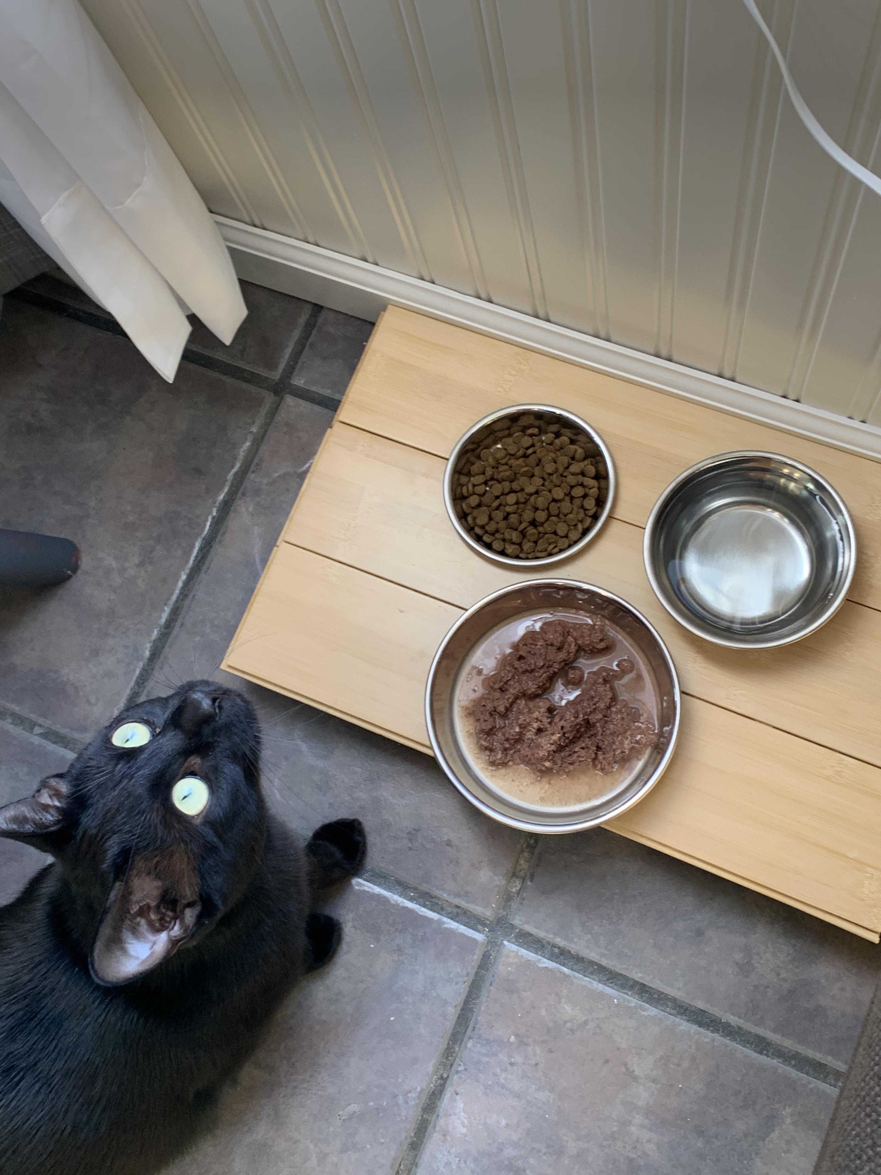 Is this a normal amount of food for a 1 year old cat every day? r