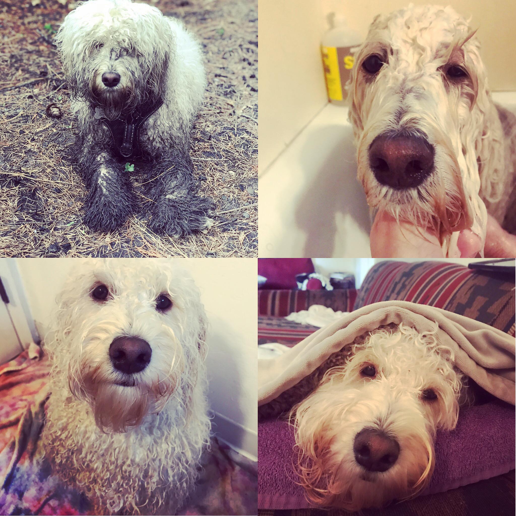 All clean! r/Goldendoodles