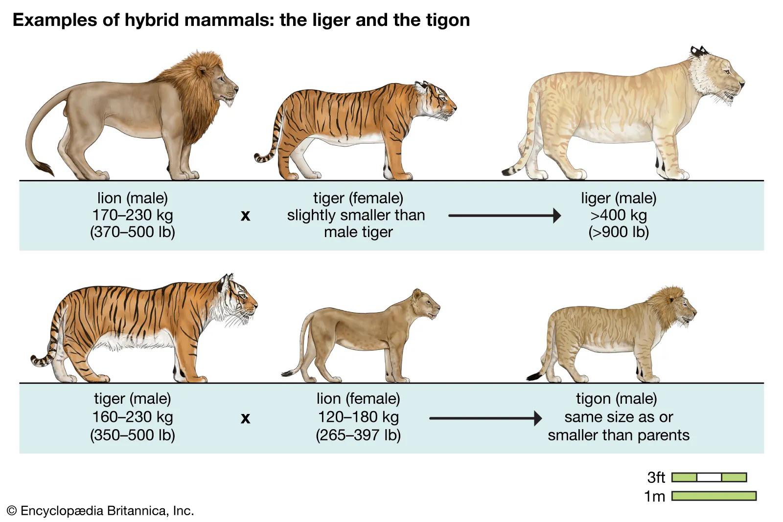 Liger VS Tigon r/coolguides